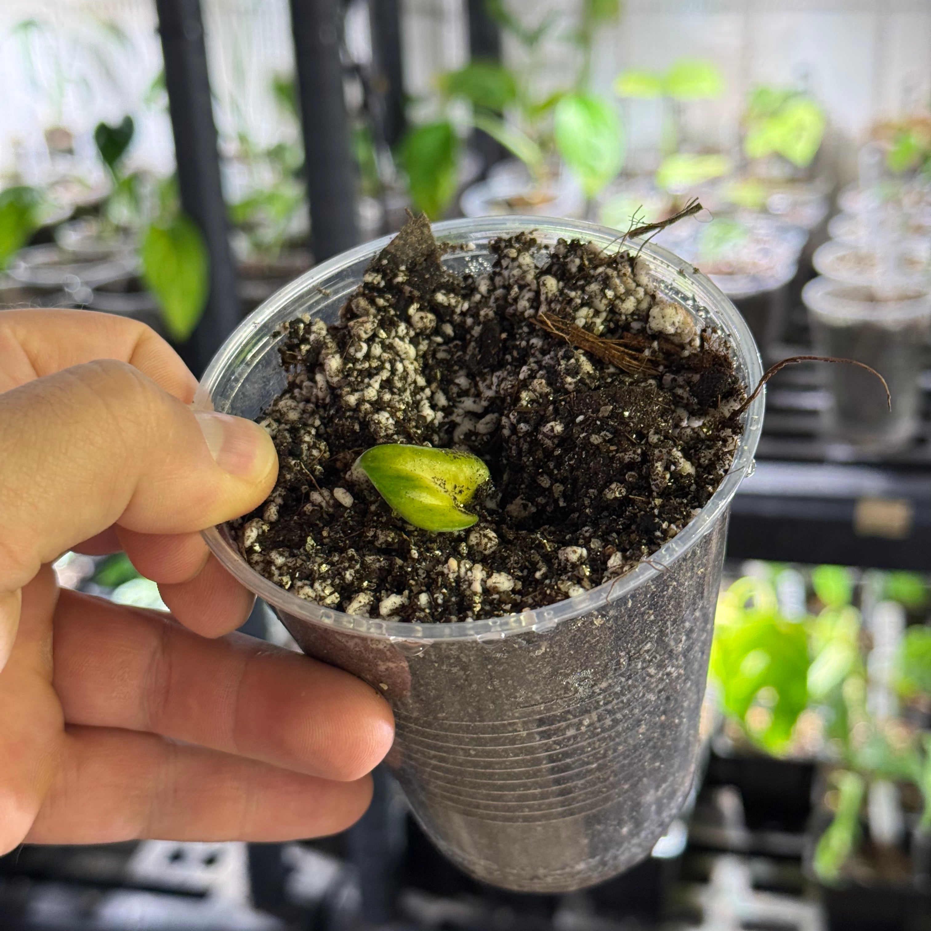 Monstera gambensis