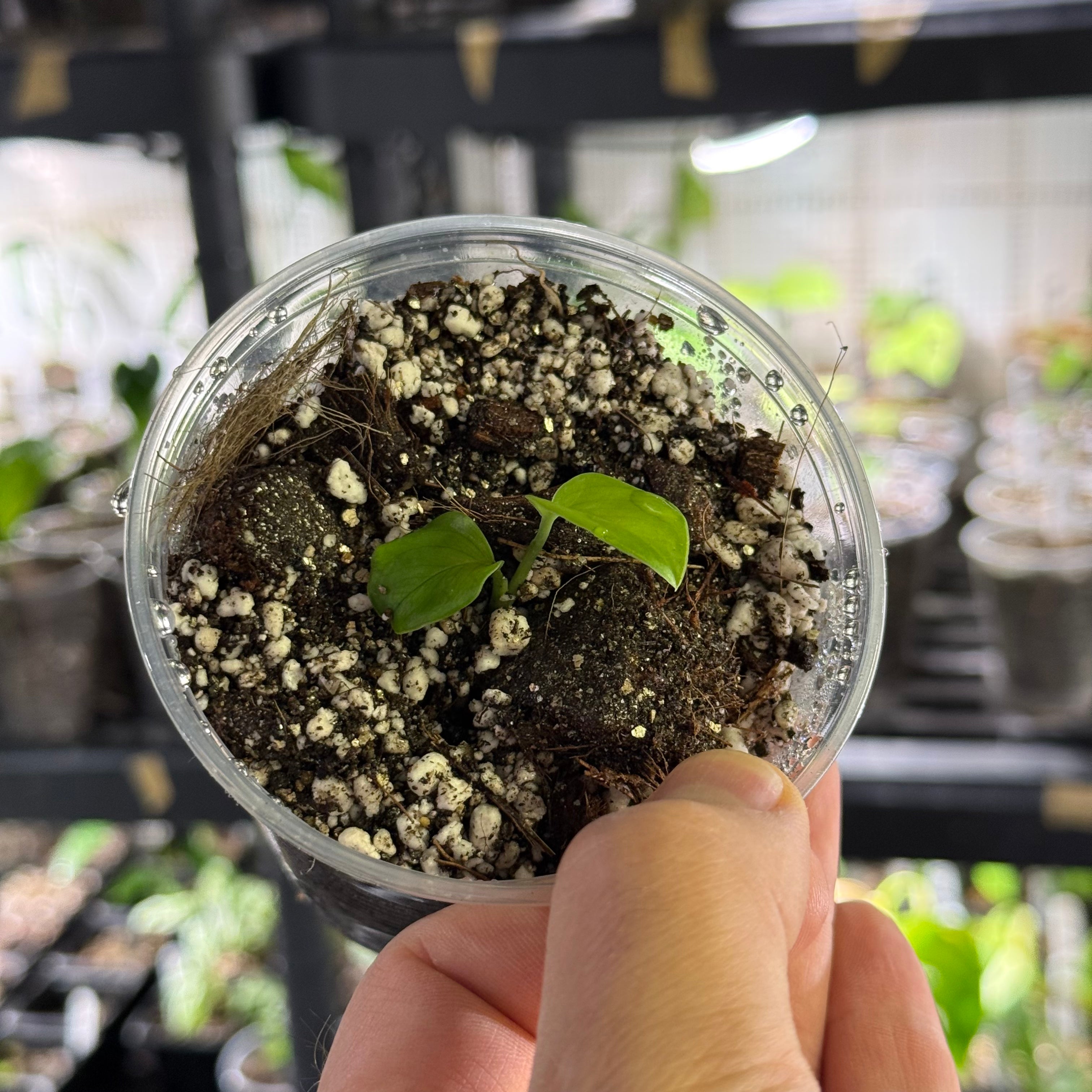 Monstera gambensis