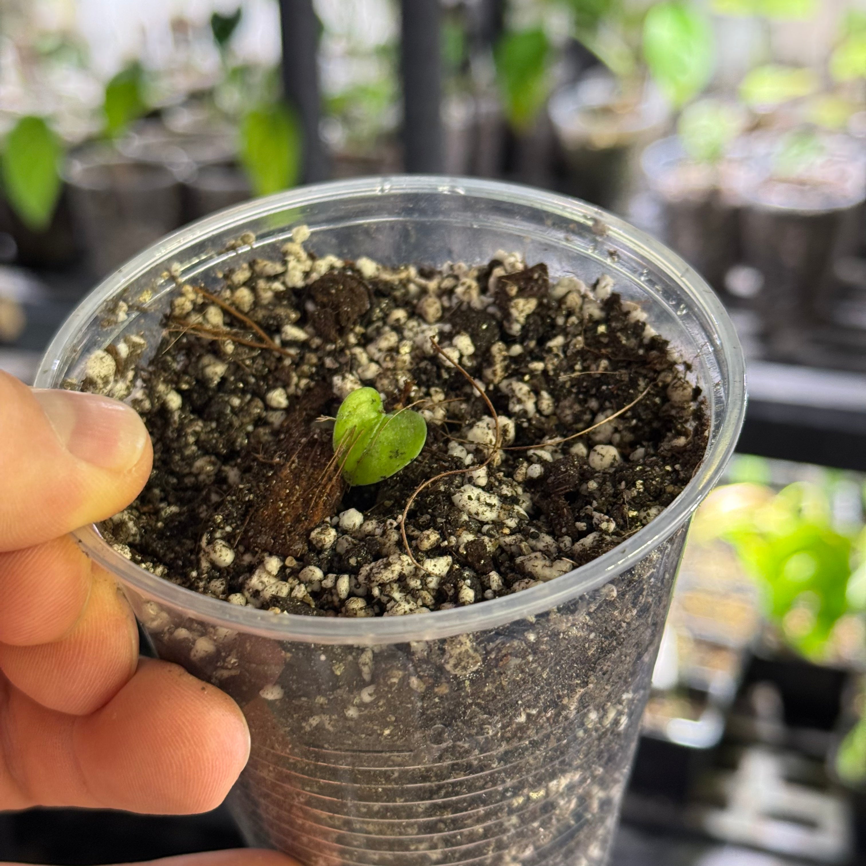 Monstera gambensis