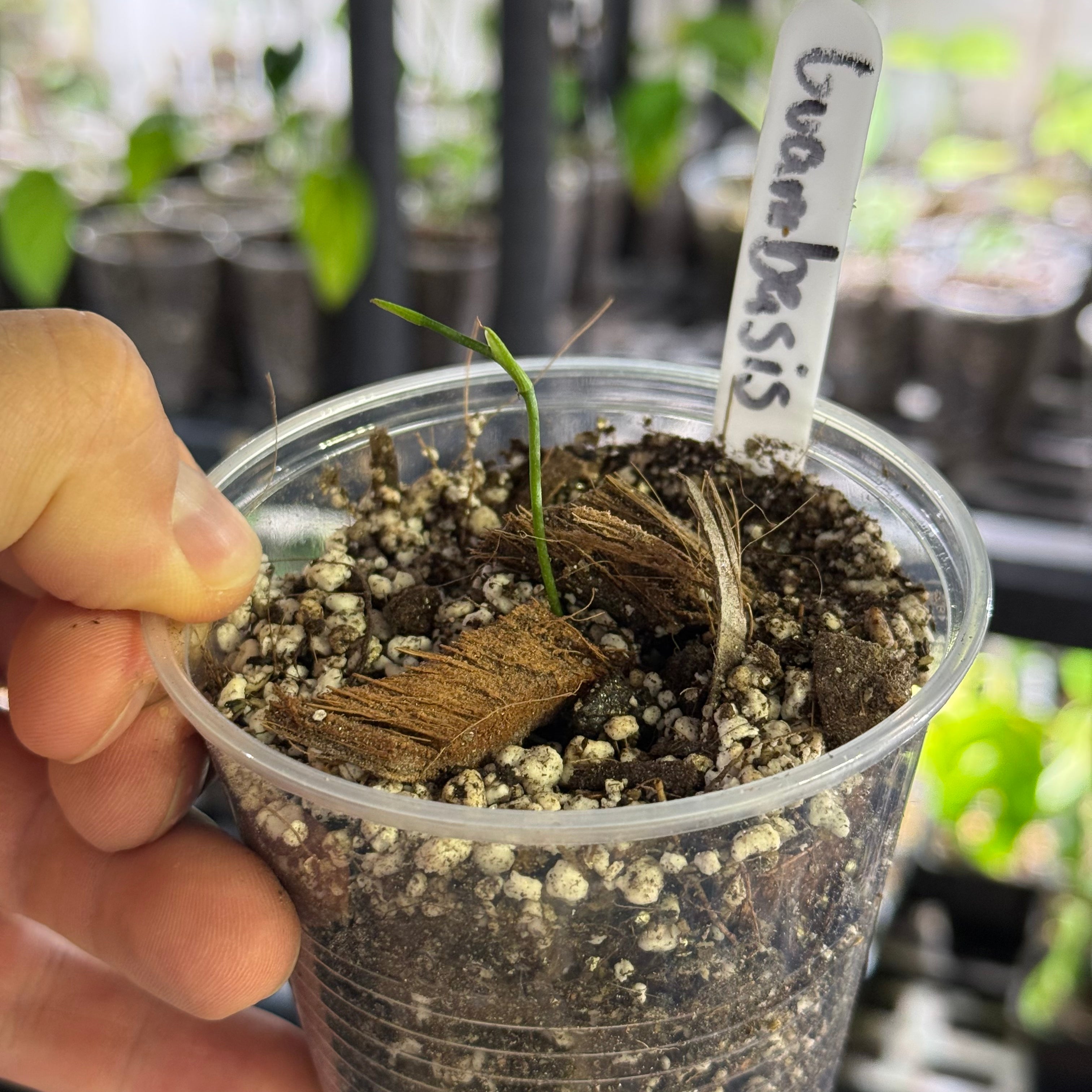 Monstera gambensis