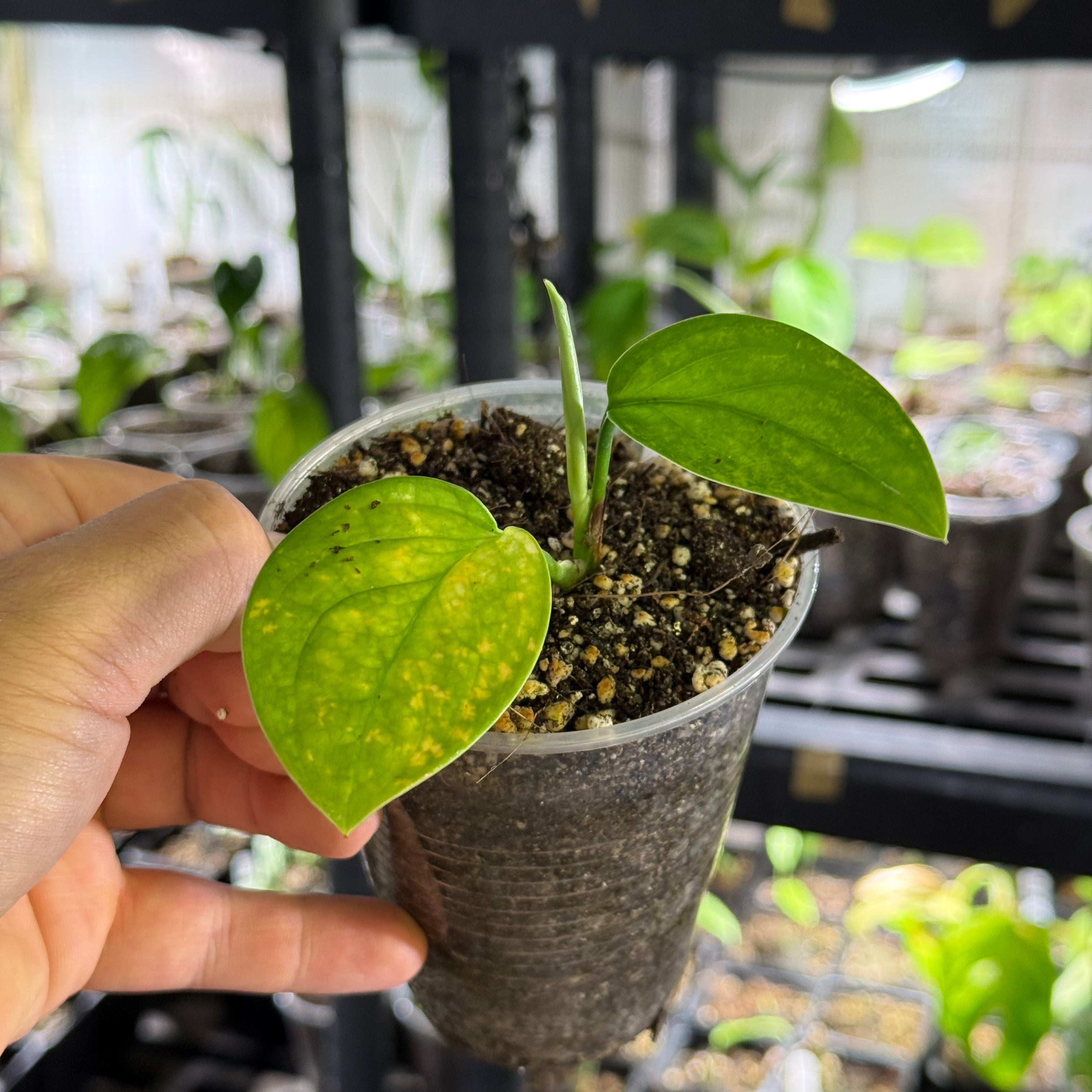 Monstera acacoyaguensis