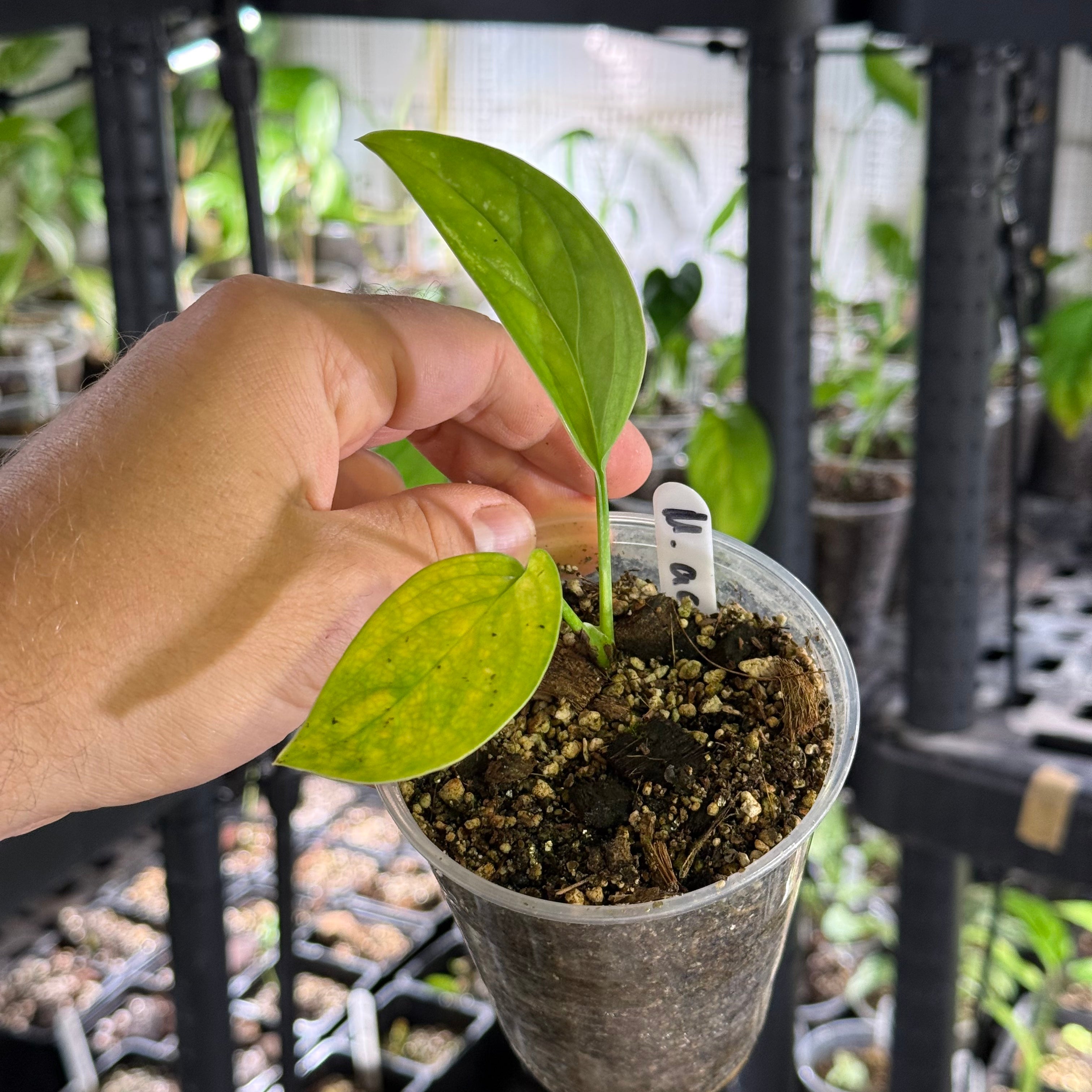 Monstera acacoyaguensis