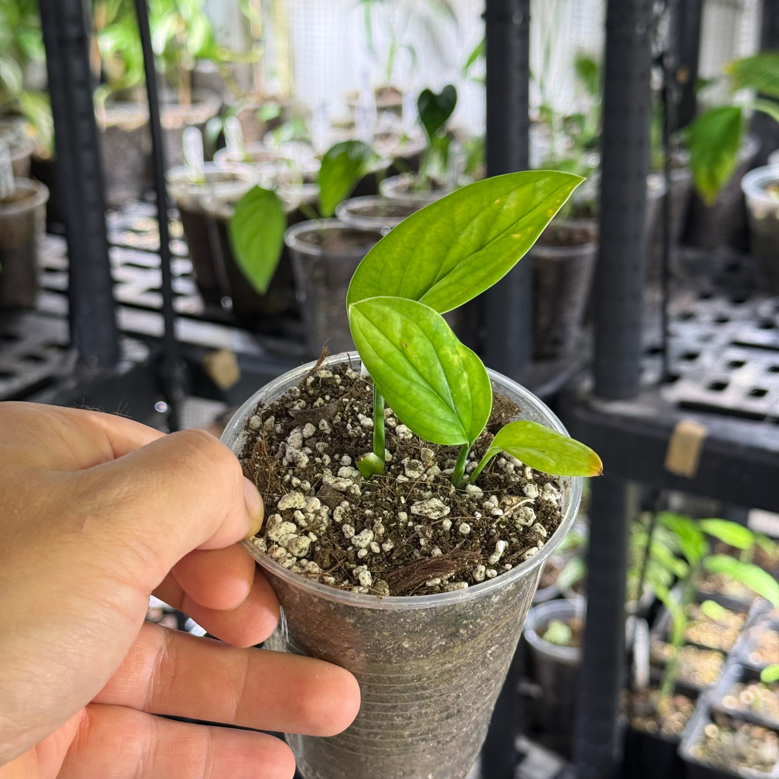 Monstera acacoyaguensis