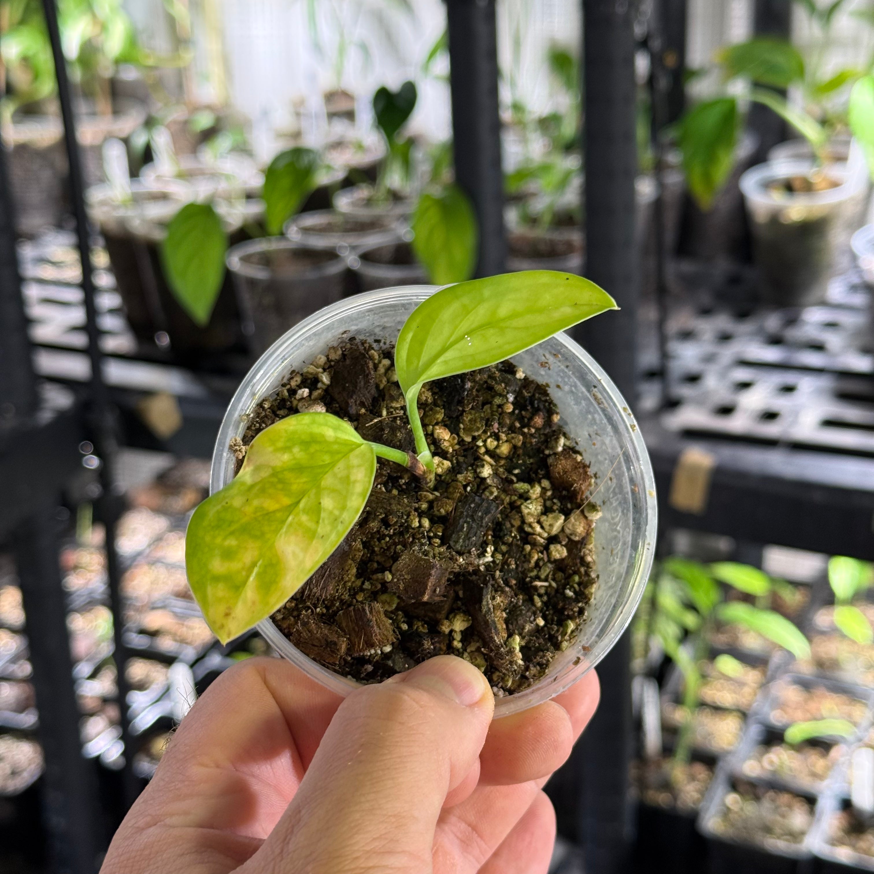 Monstera acacoyaguensis