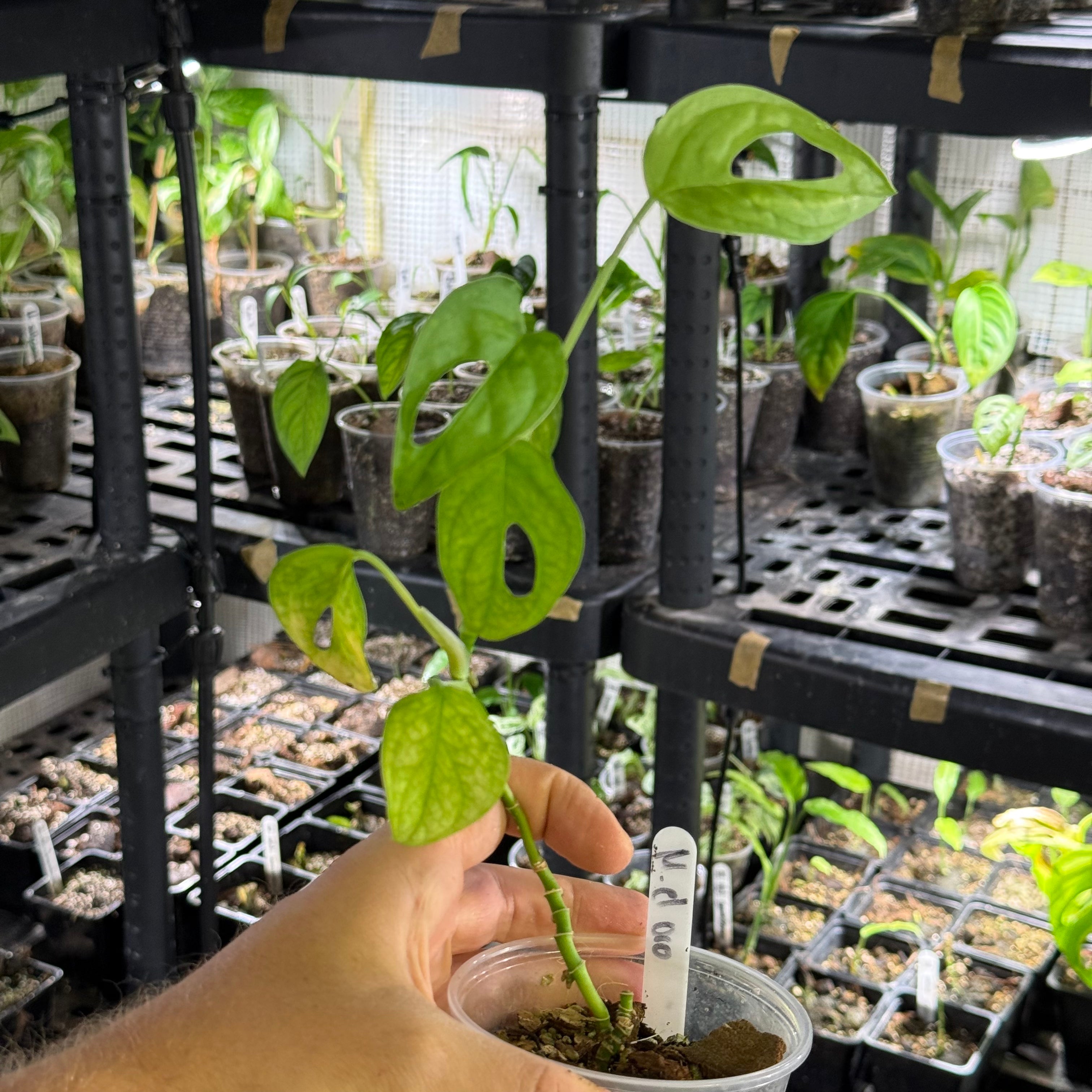 Monstera obliqua el oro