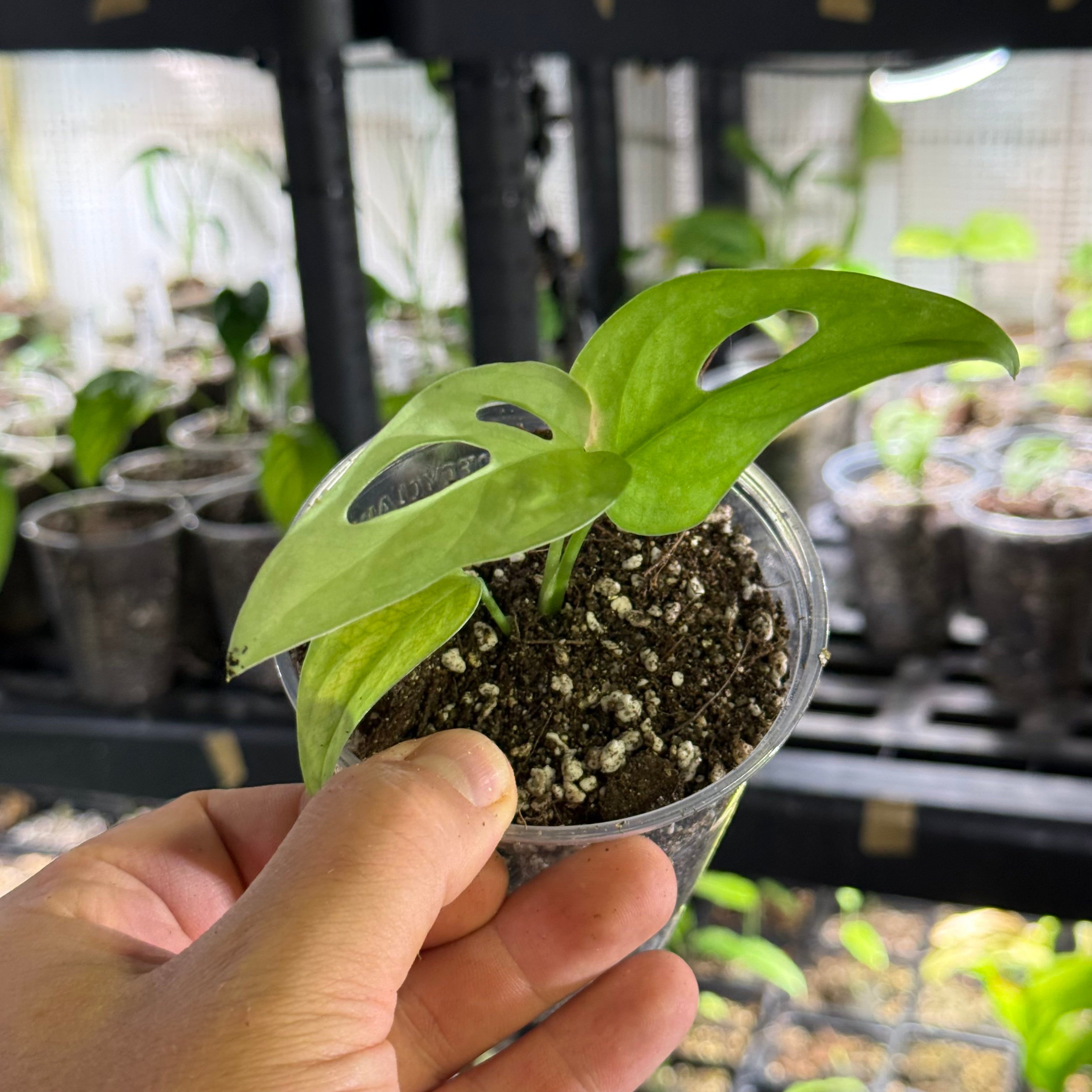 Monstera obliqua el oro