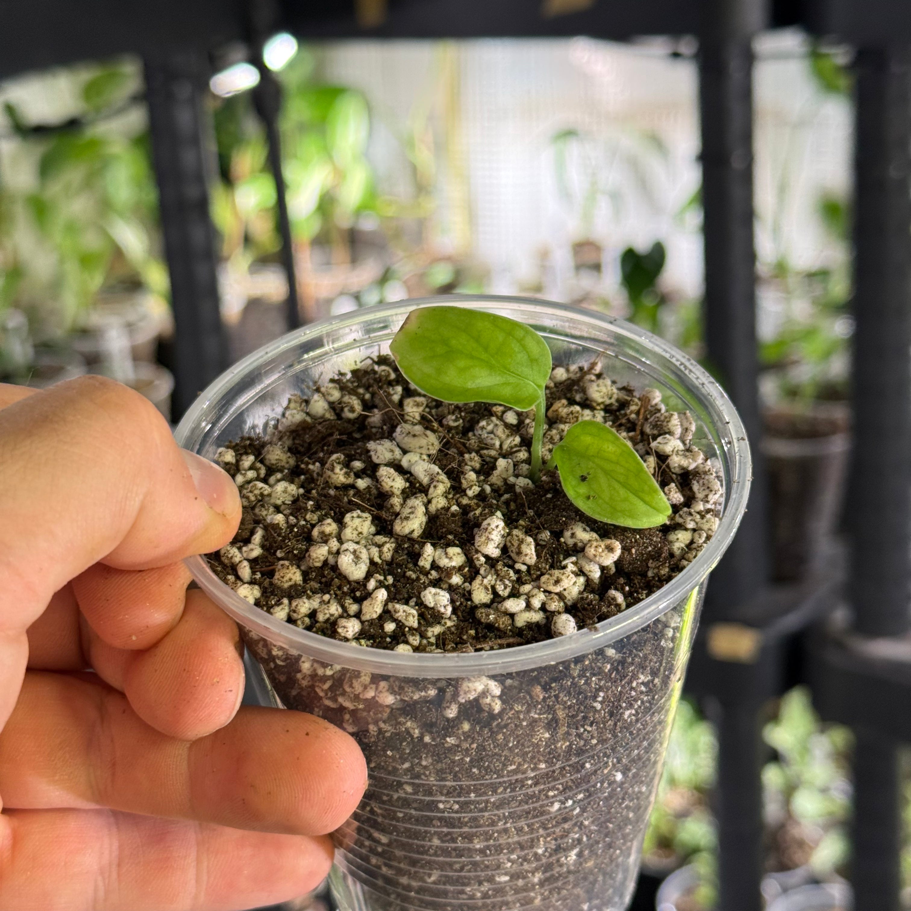 Monstera obliqua el oro