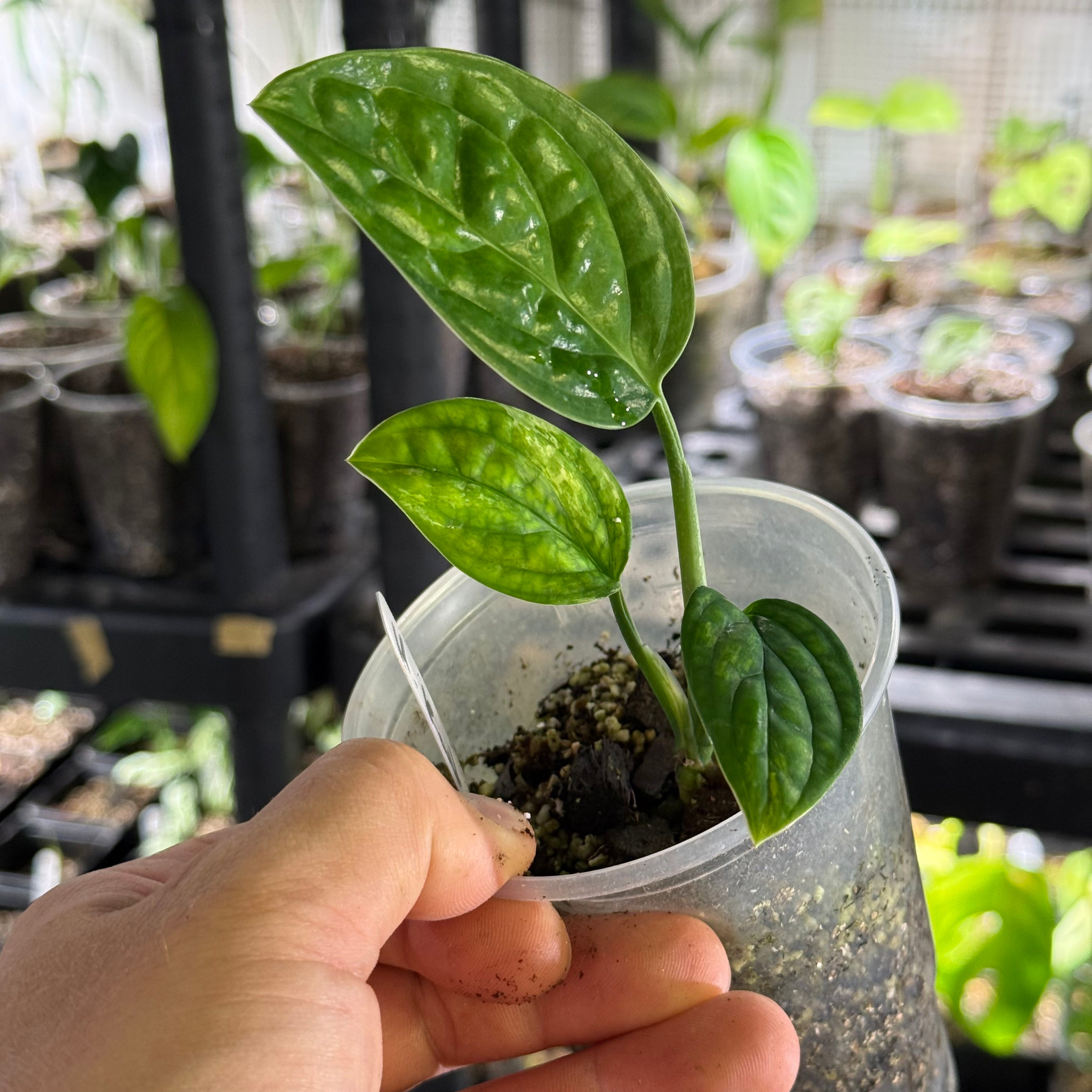 Monstera karstenianum peru variegata