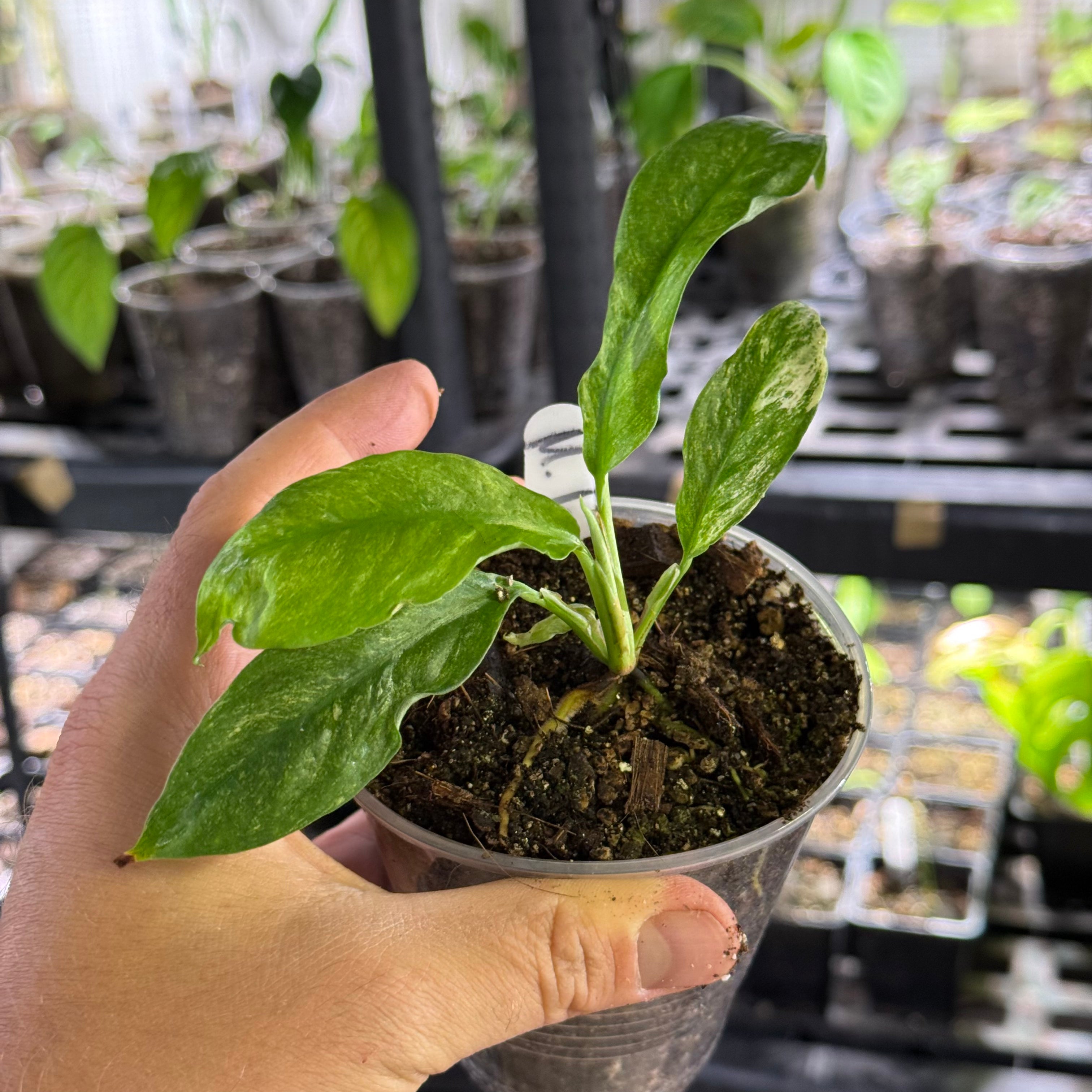 Monstera spp laniata mint variegata