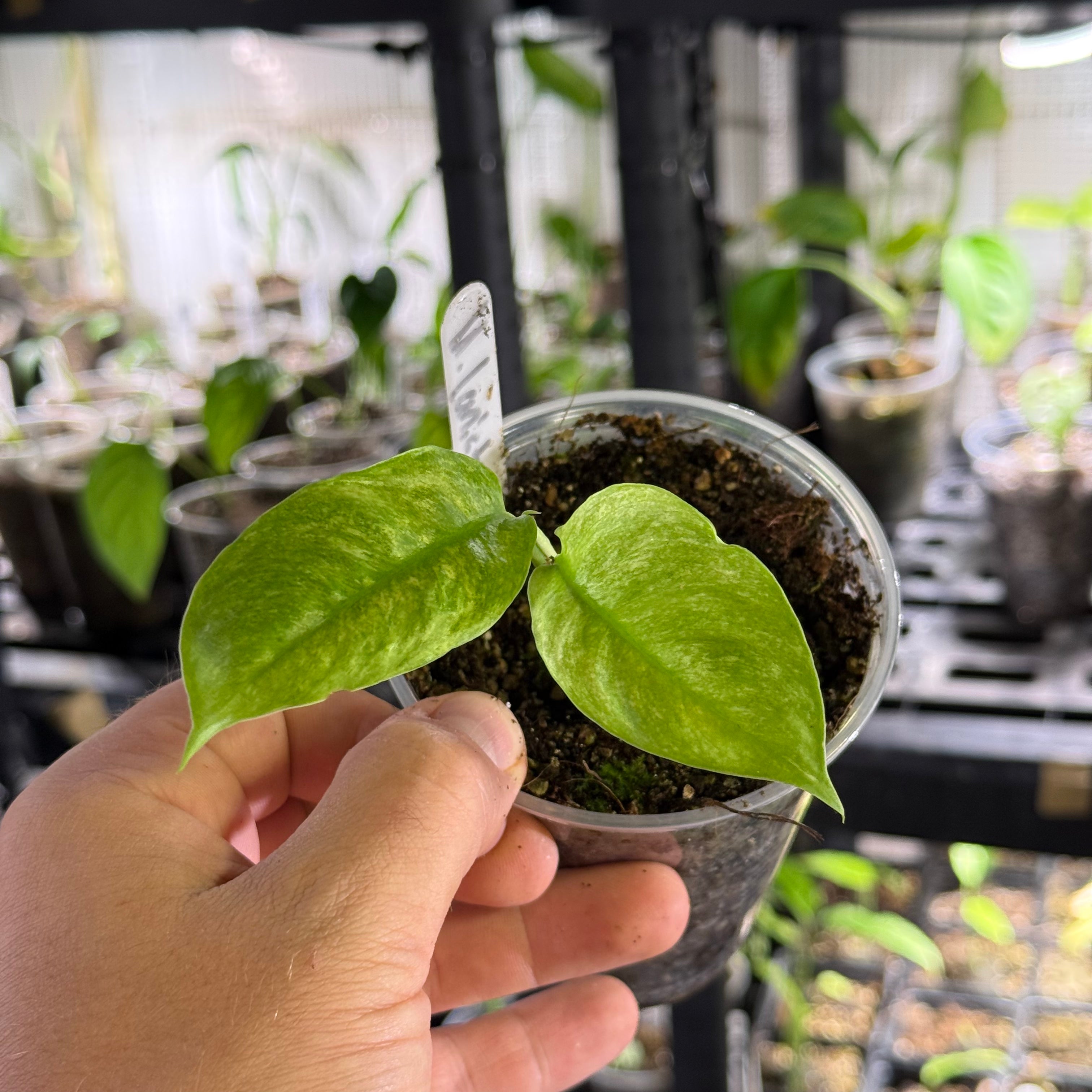 Monstera spp laniata mint variegata