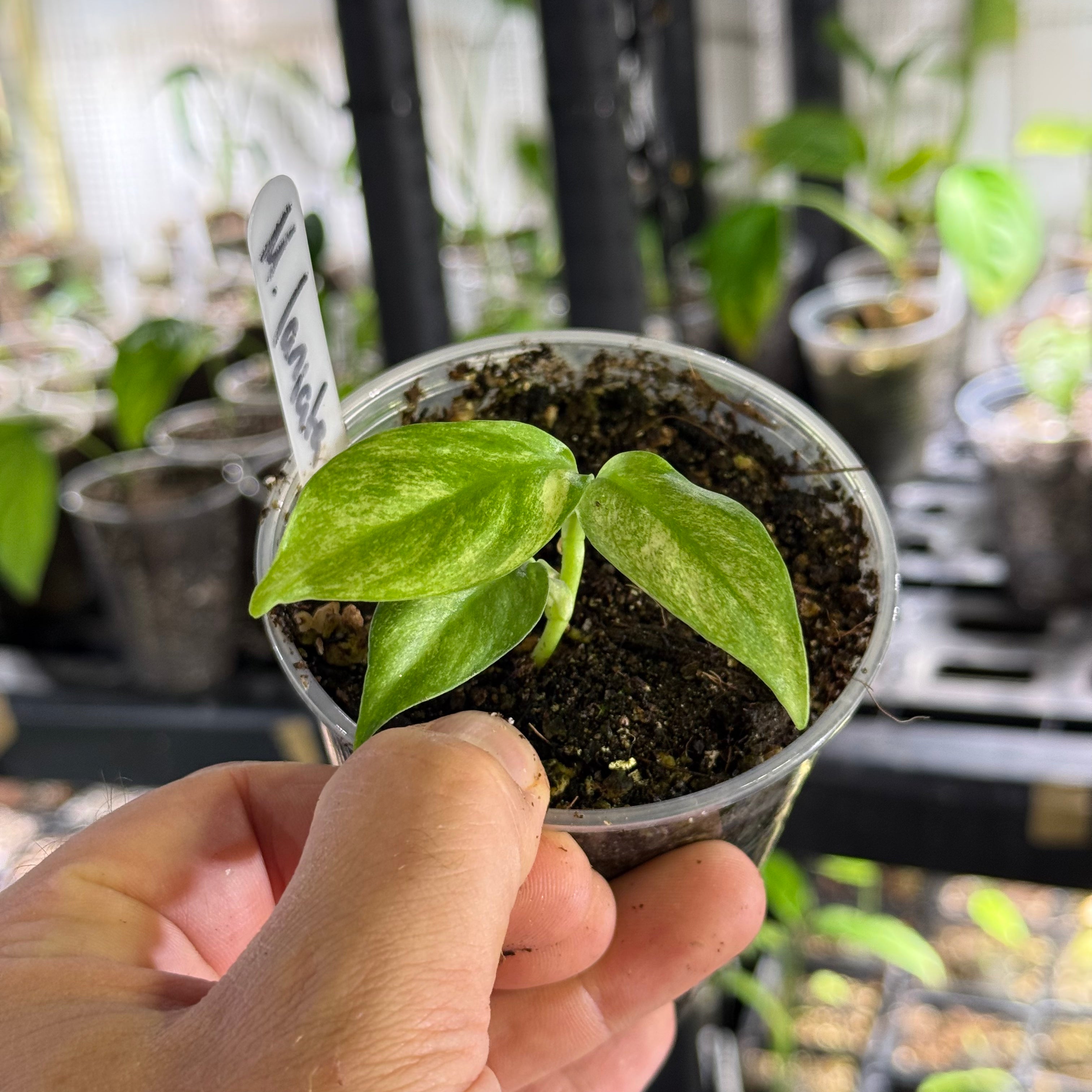 Monstera spp laniata mint variegata
