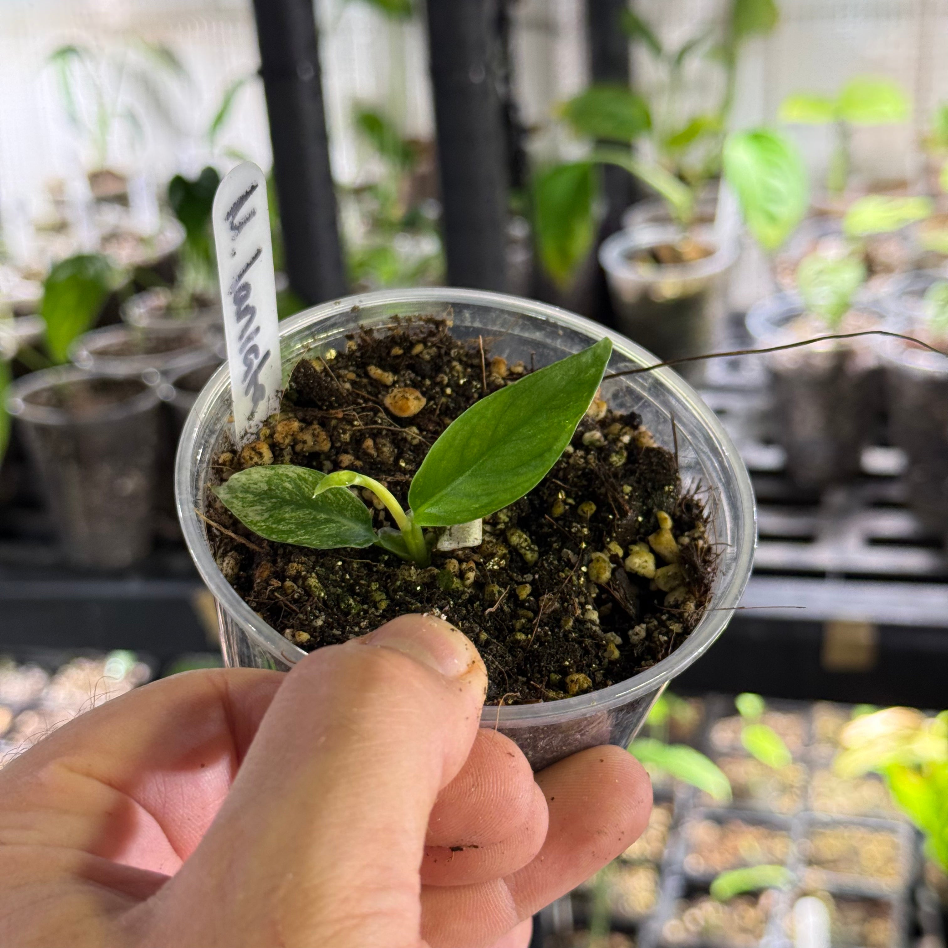 Monstera spp laniata mint variegata