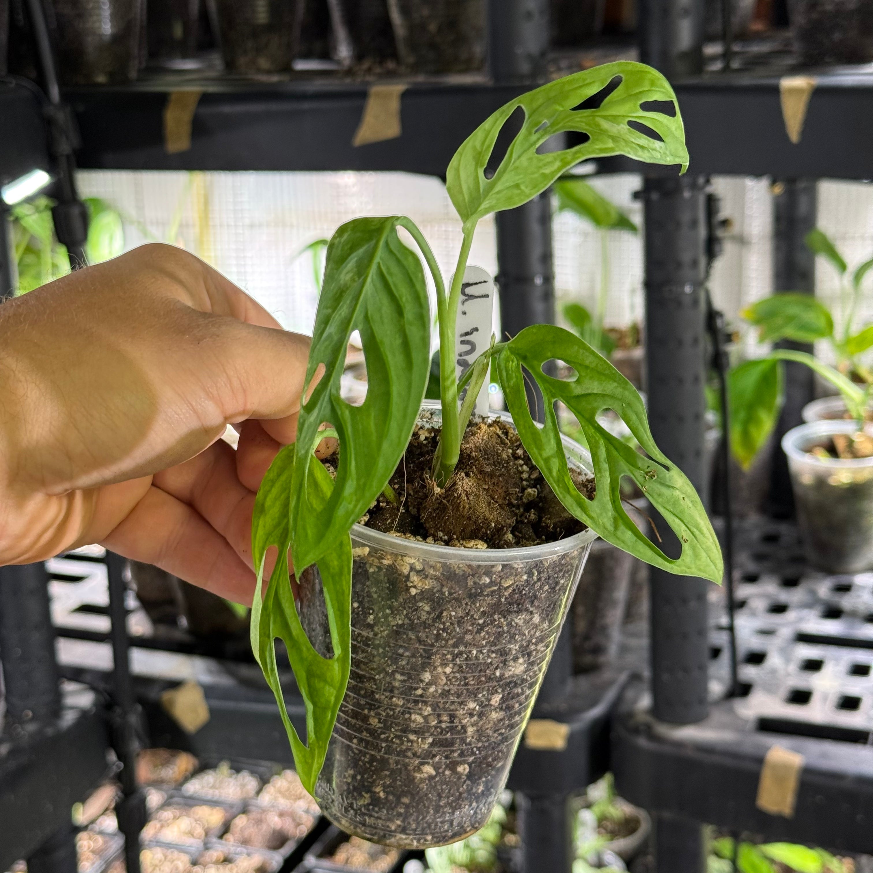 Monstera adansonii indonesia marble variegata