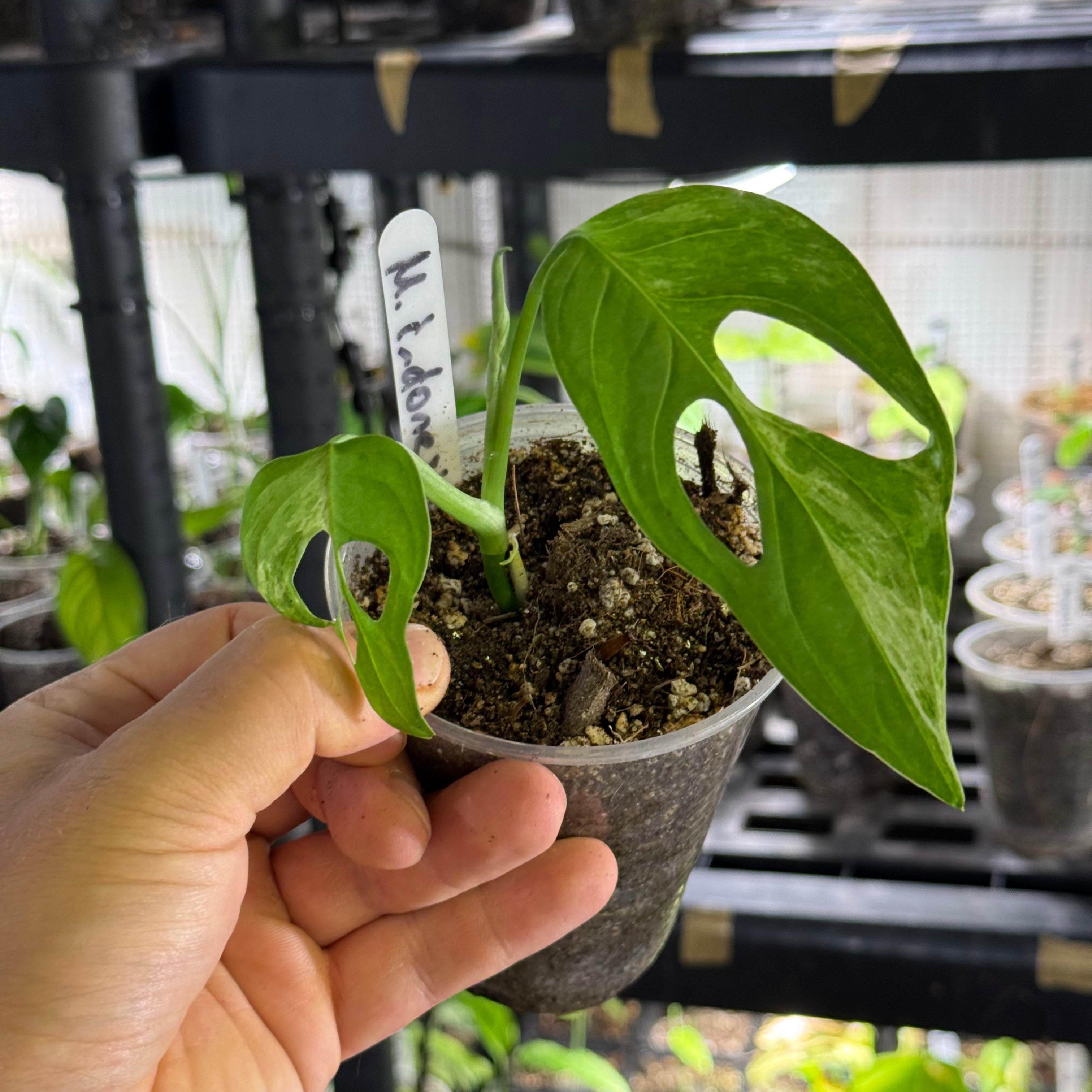 Monstera adansonii indonesia marble variegata