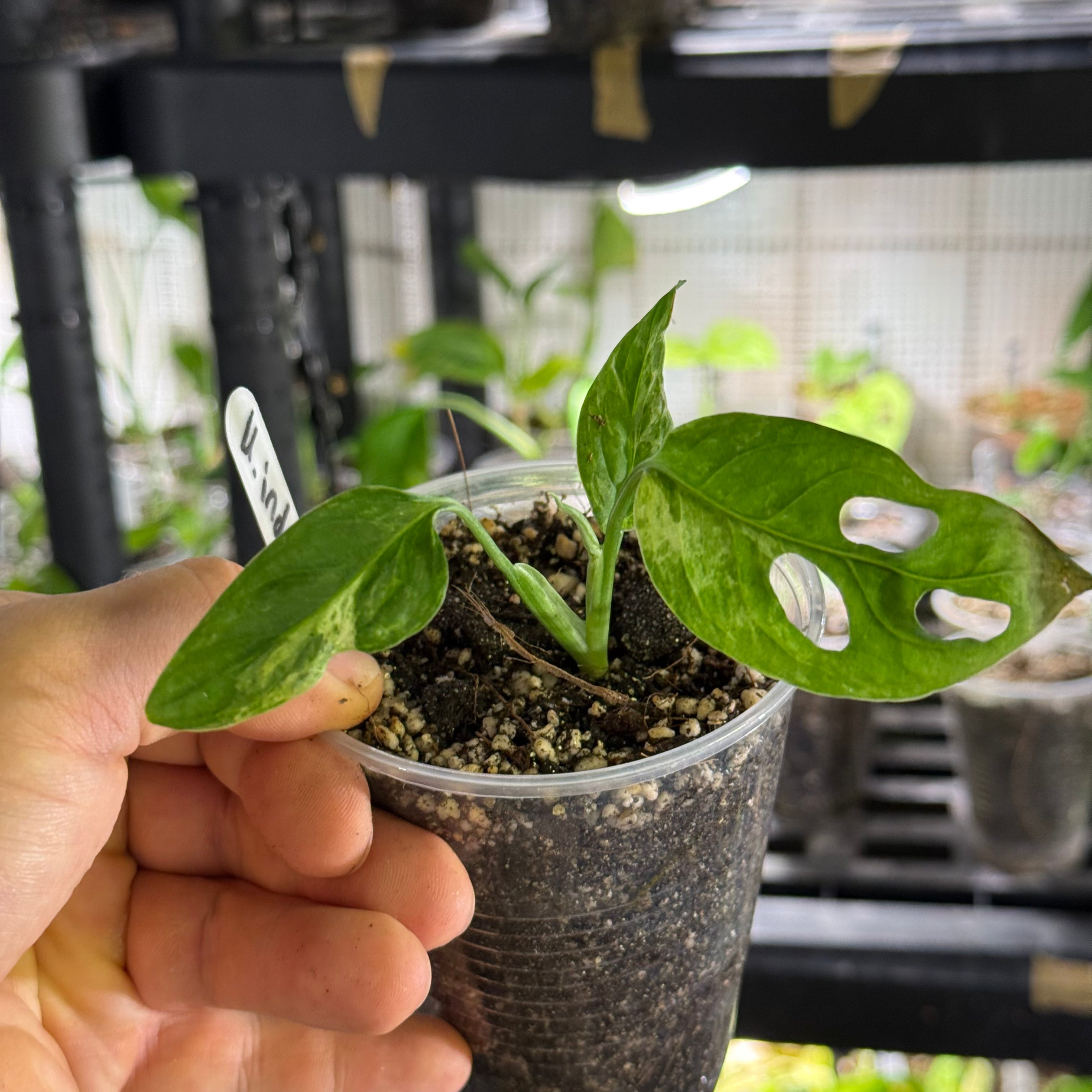 Monstera adansonii indonesia marble variegata