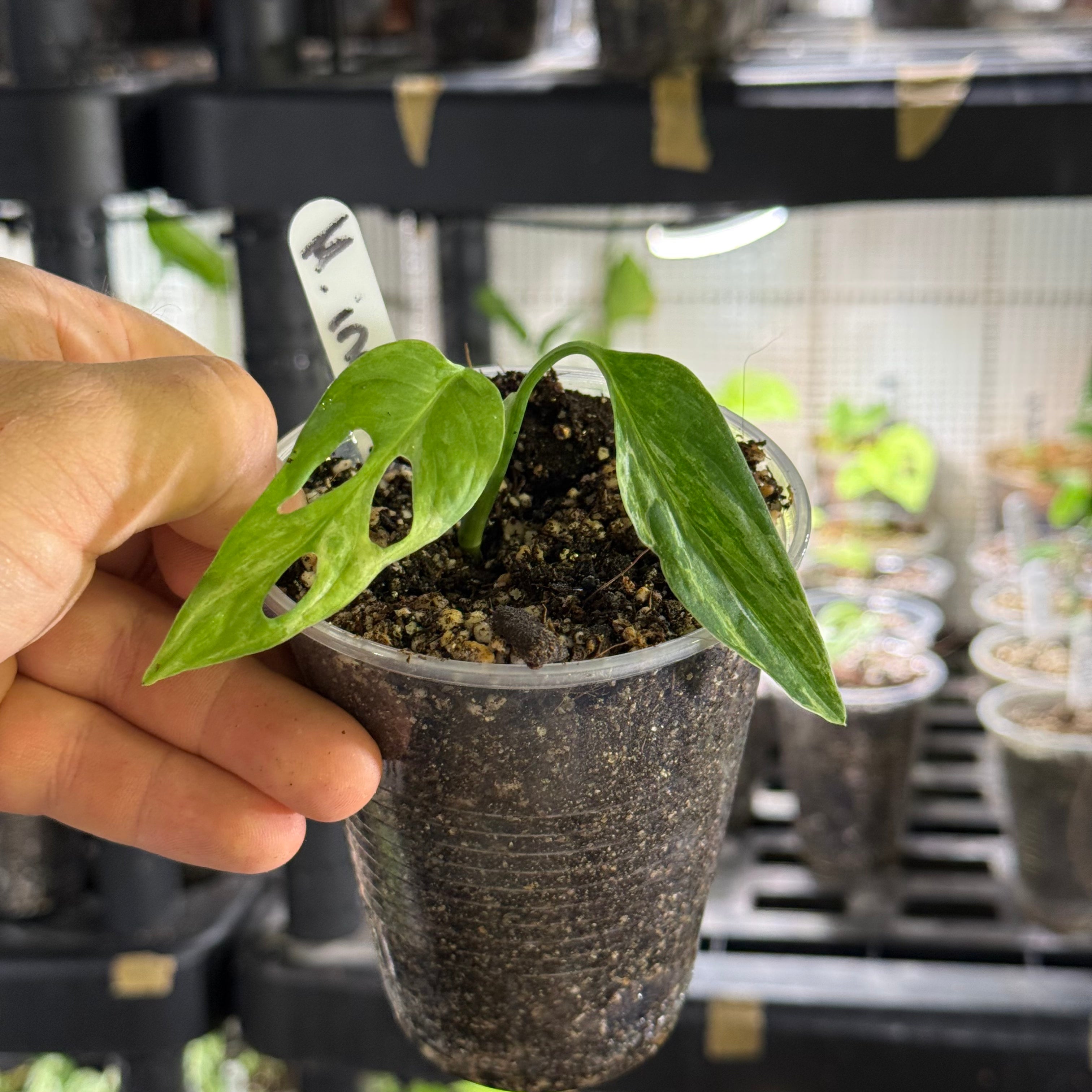 Monstera adansonii indonesia marble variegata