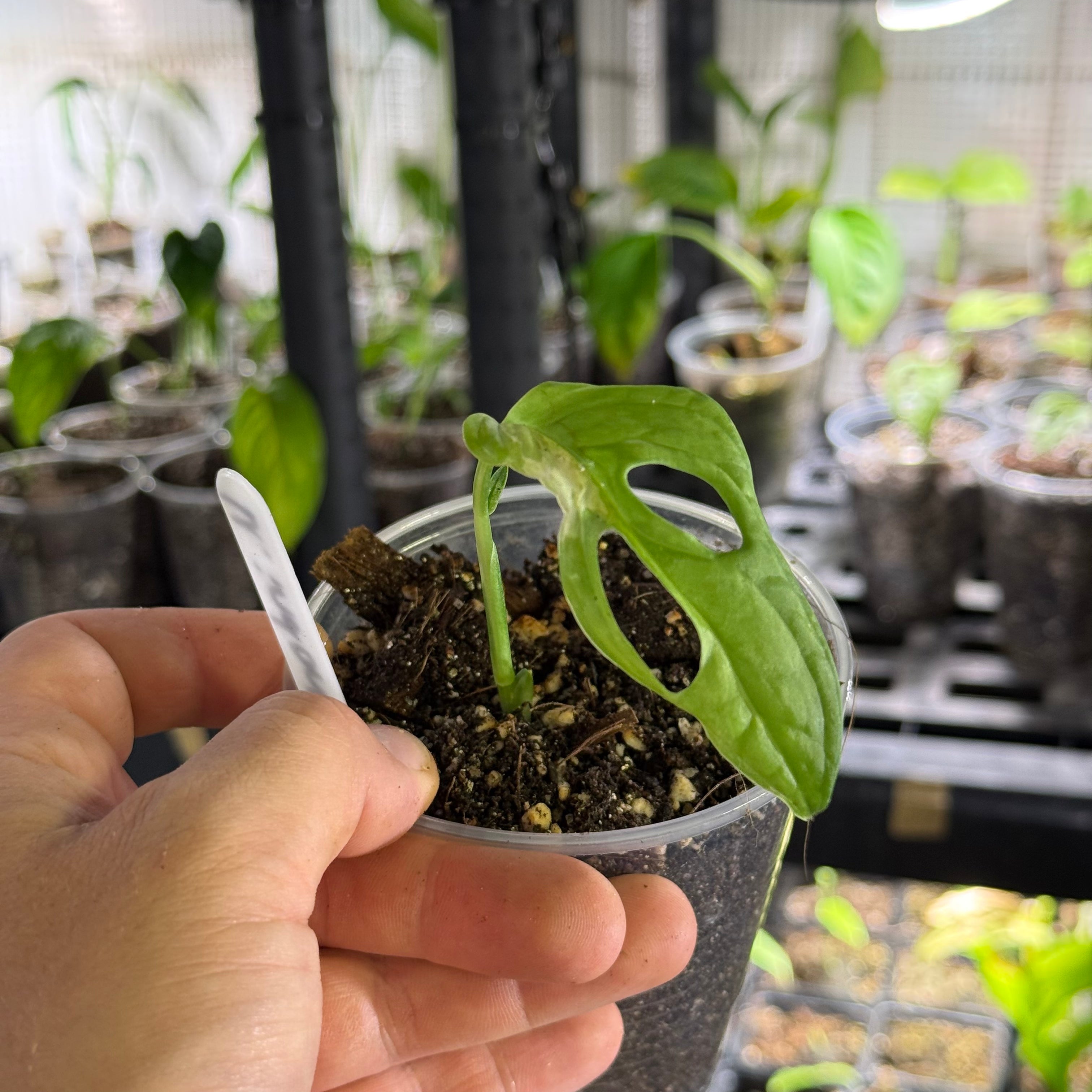 Monstera adansonii indonesia marble variegata