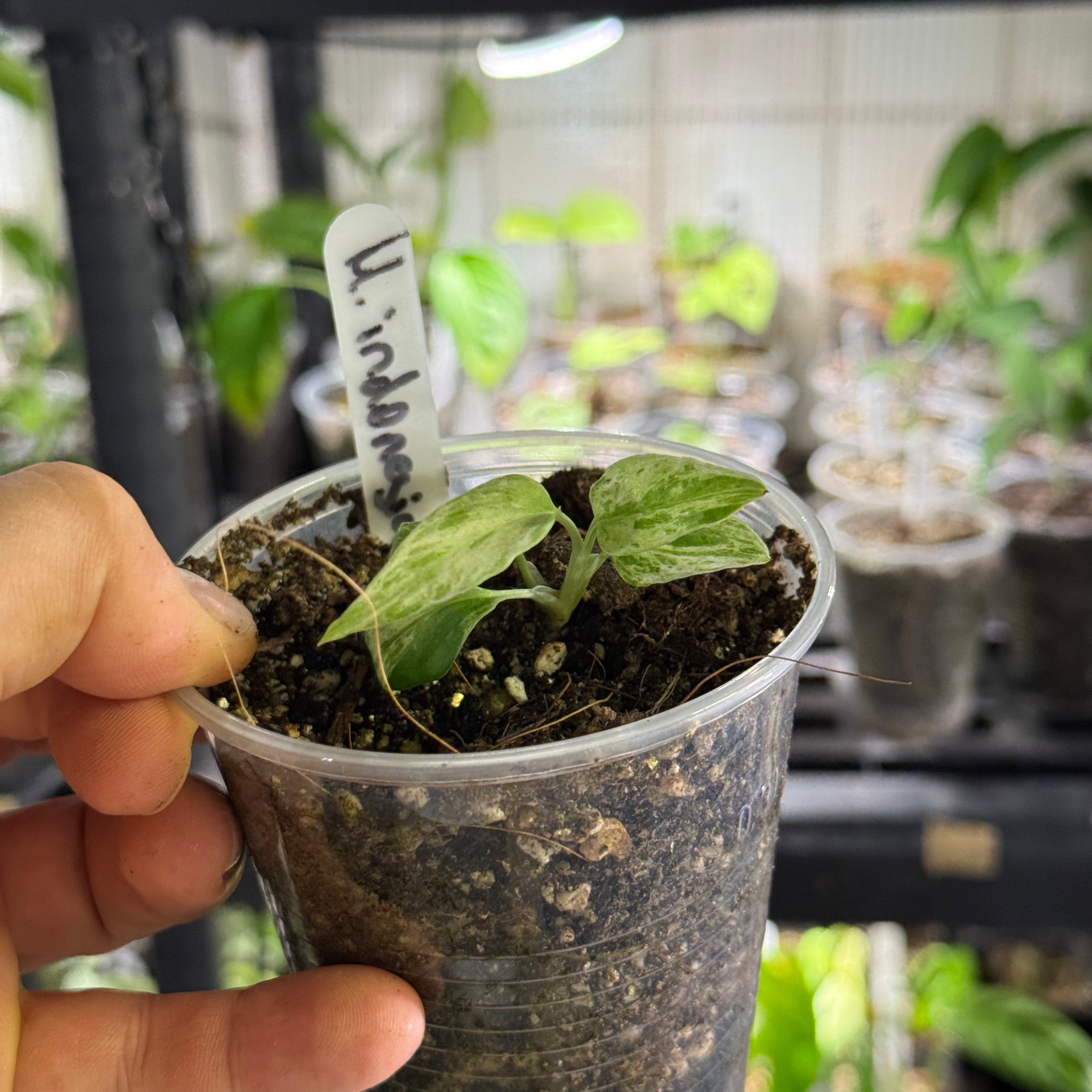 Monstera adansonii indonesia marble variegata