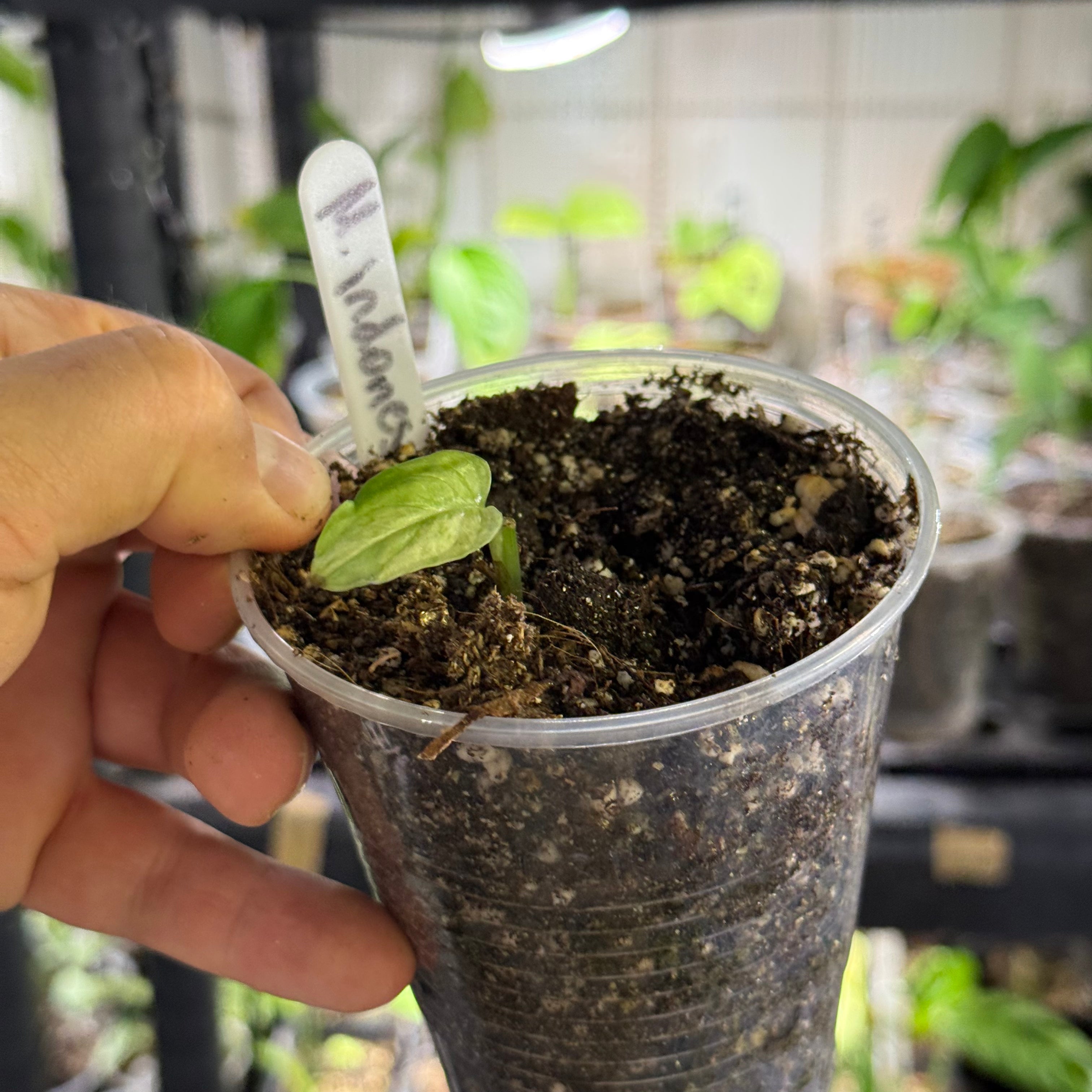 Monstera adansonii indonesia marble variegata