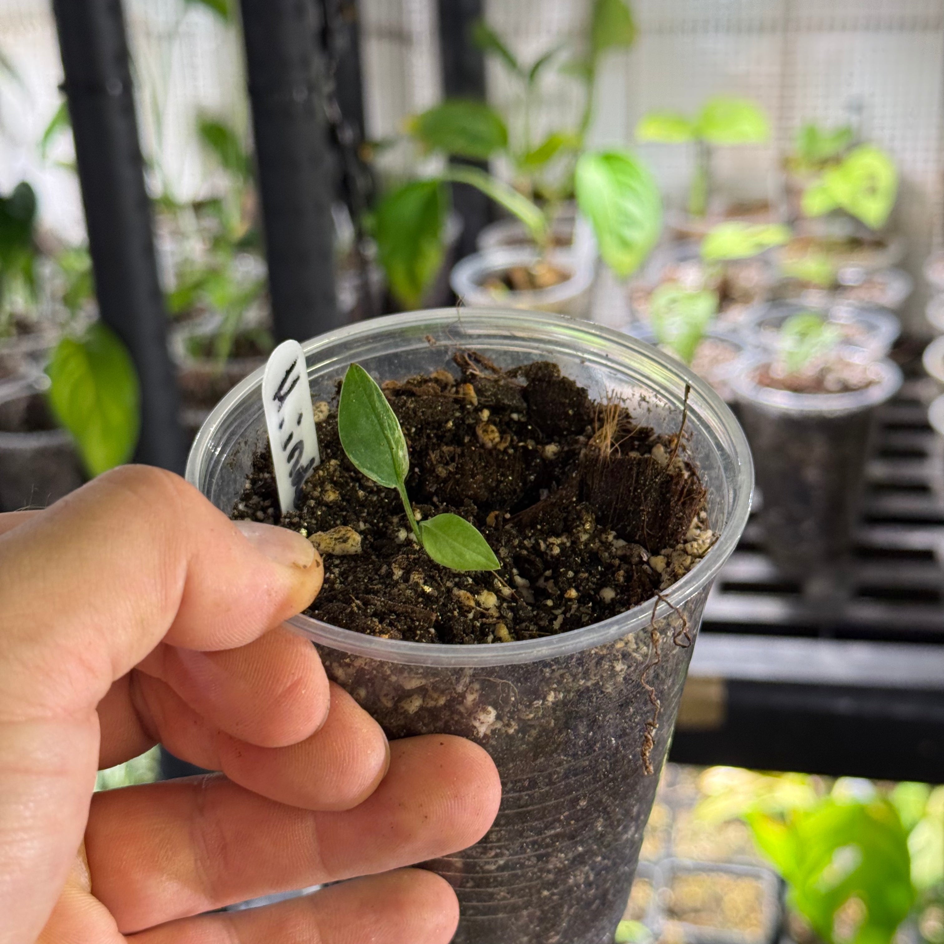Monstera adansonii indonesia marble variegata