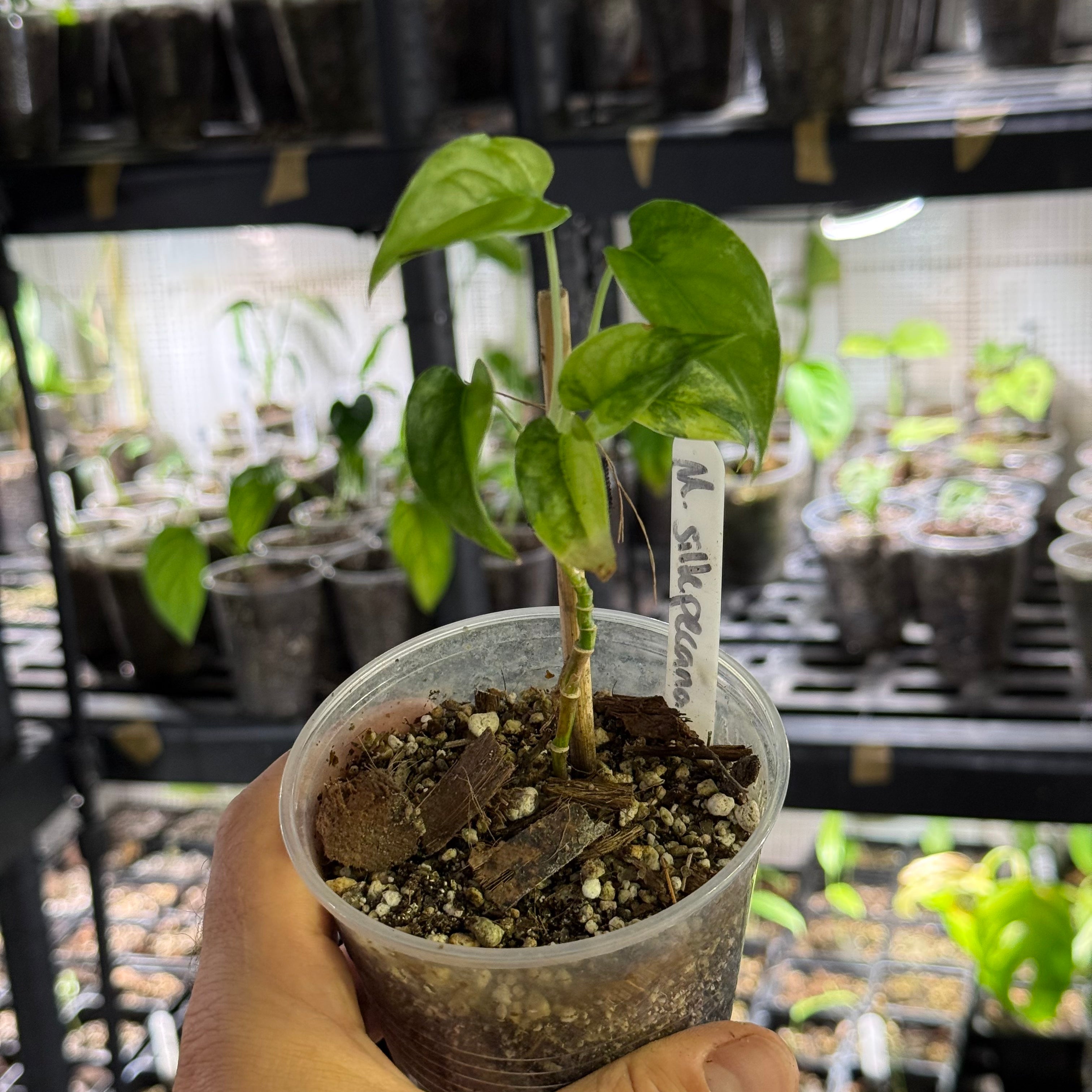 Monstera siltepecana variegata