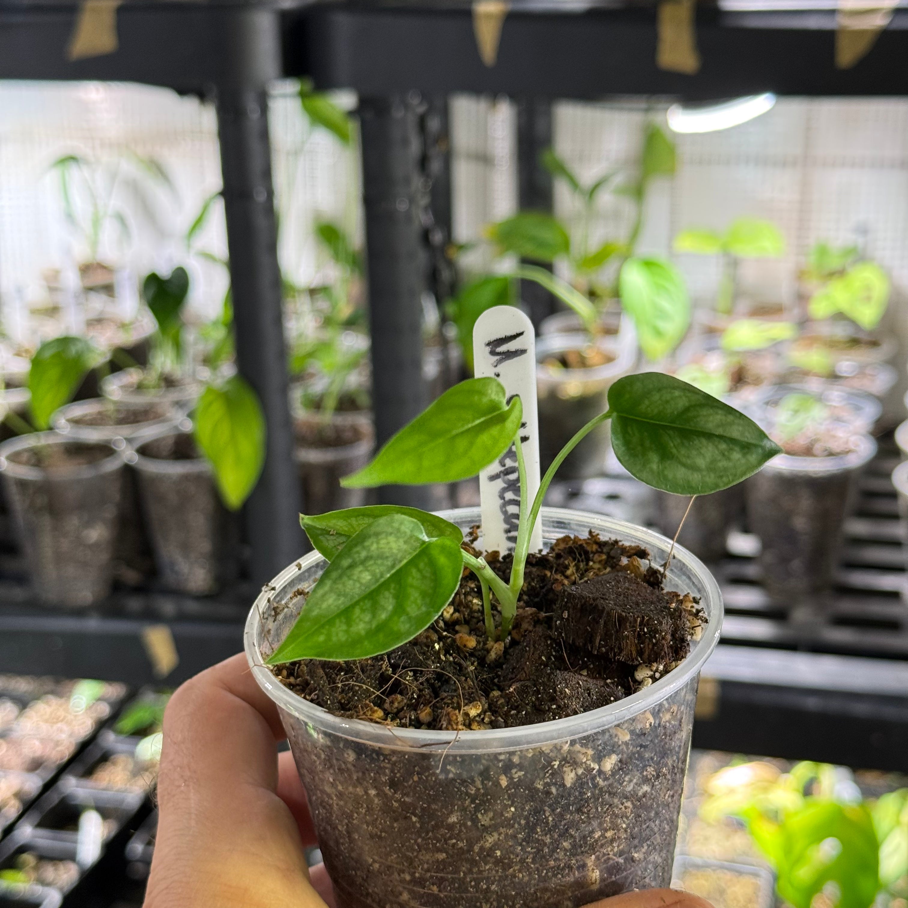 Monstera siltepecana variegata