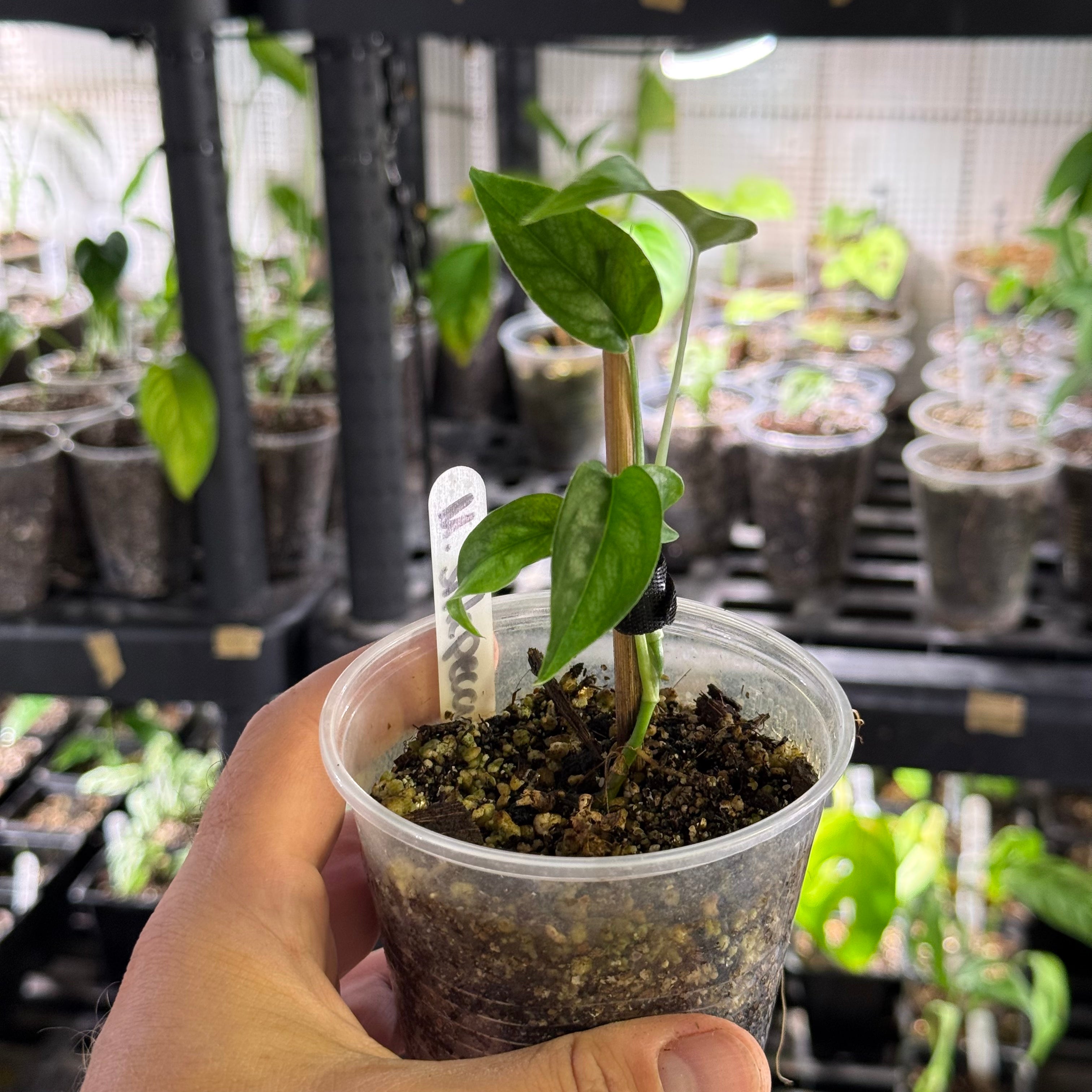 Monstera siltepecana variegata