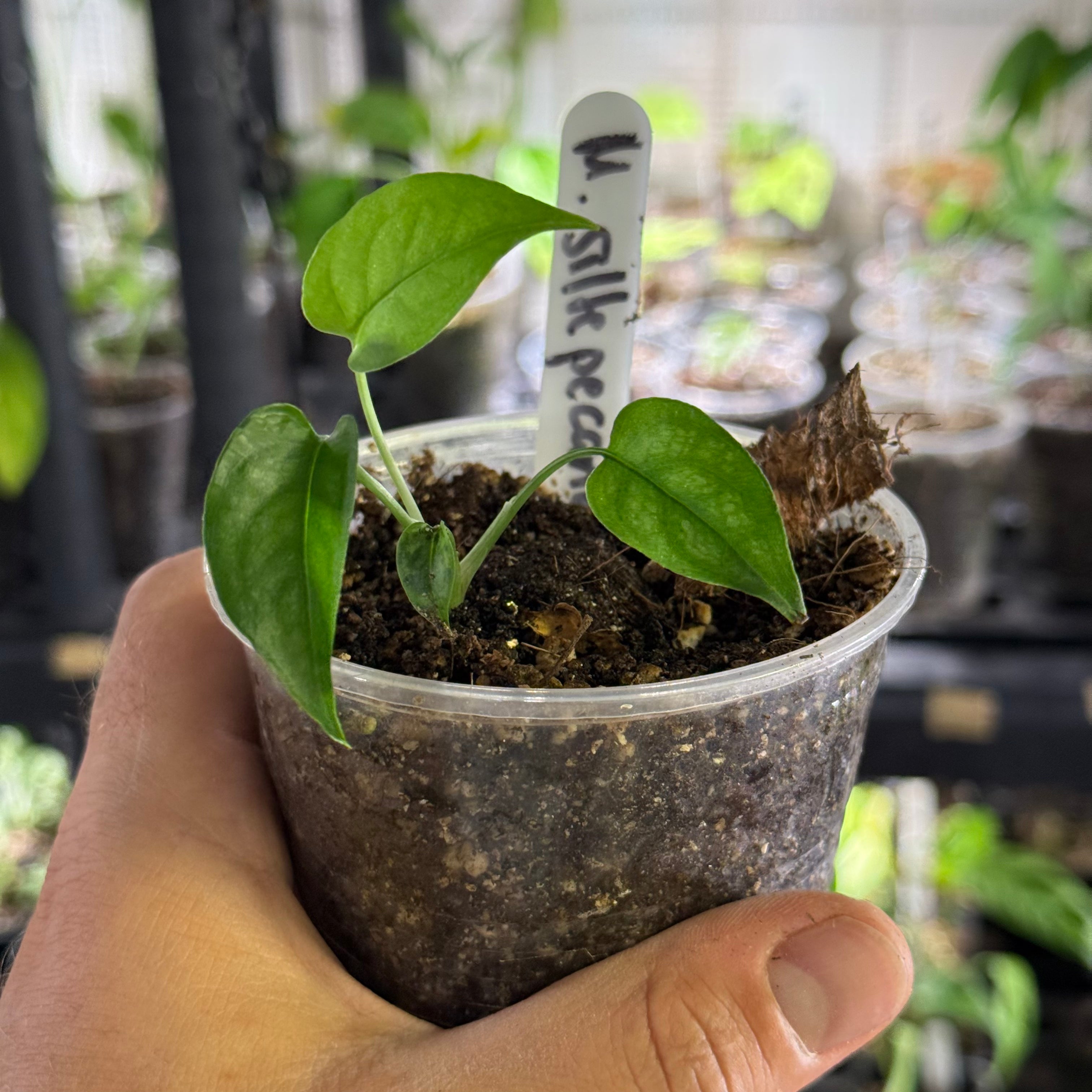 Monstera siltepecana variegata
