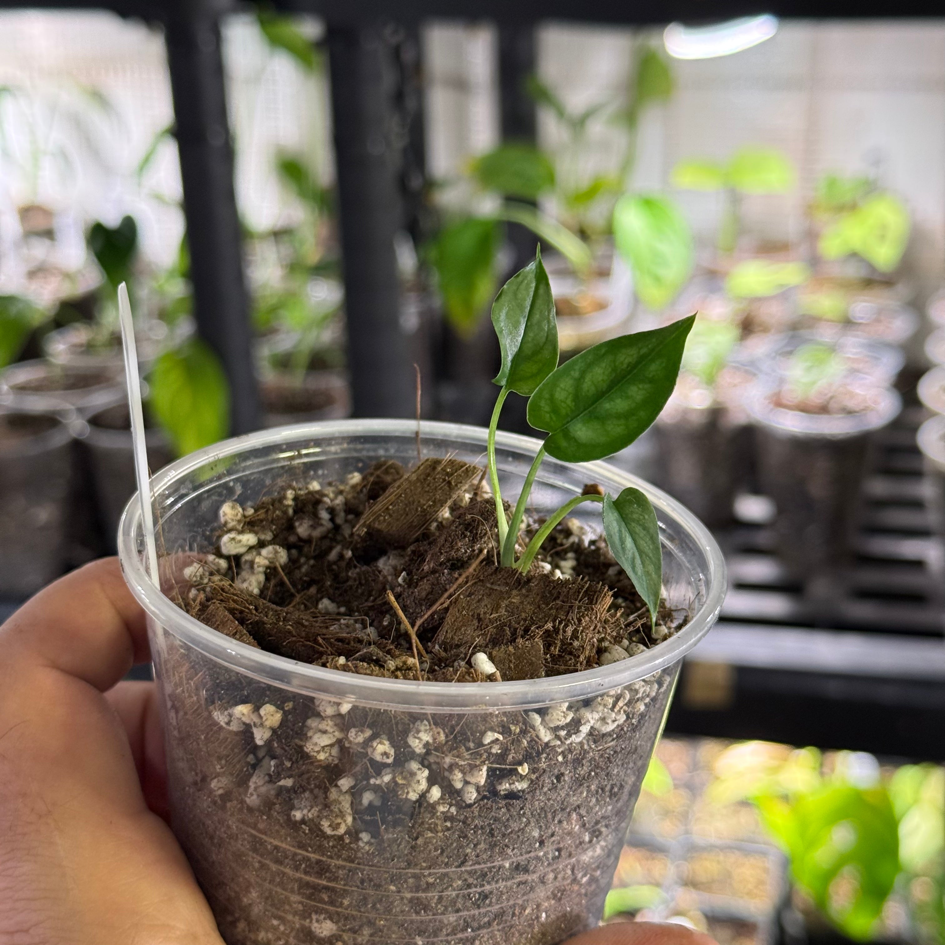 Monstera siltepecana variegata