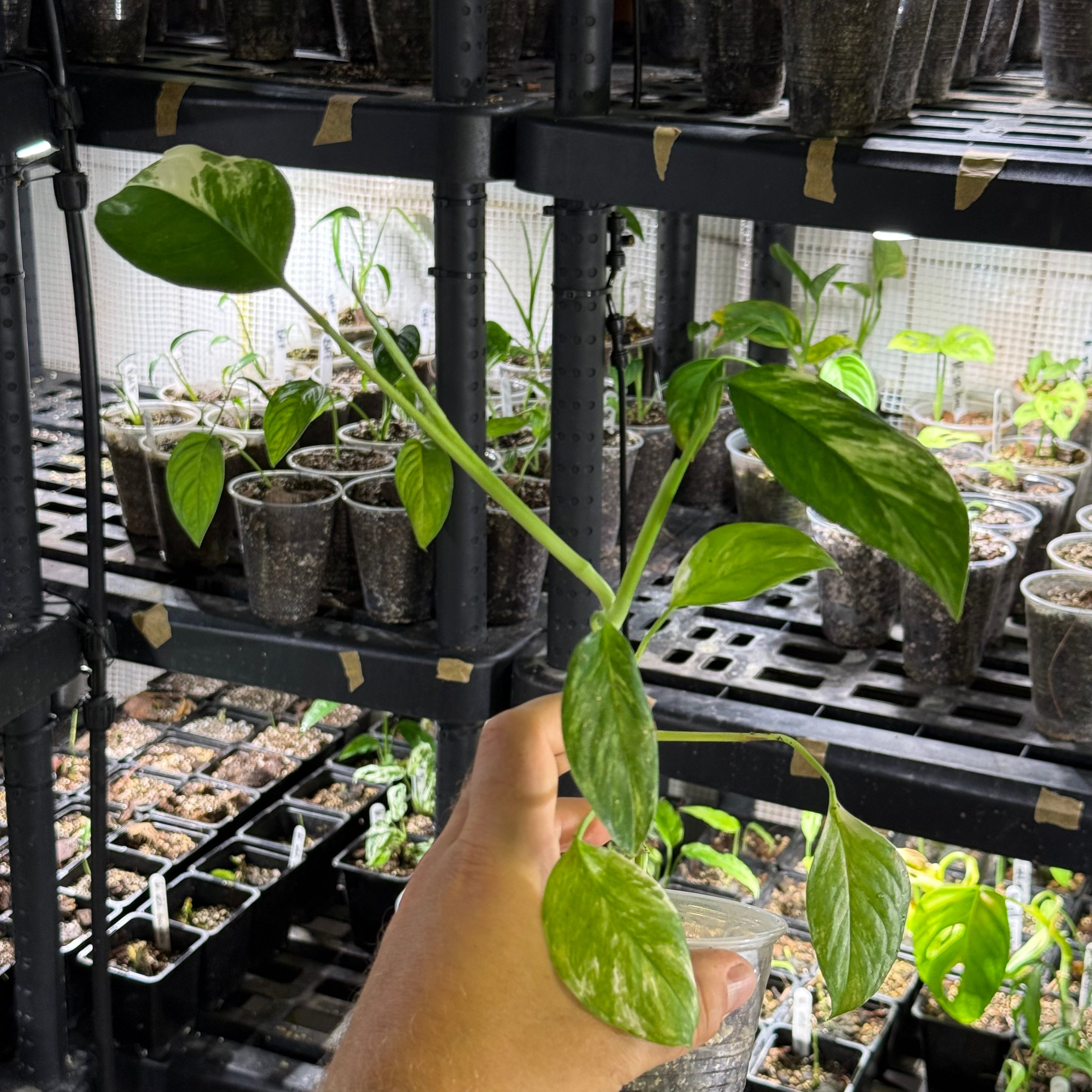 Monstera lechleriana variegata