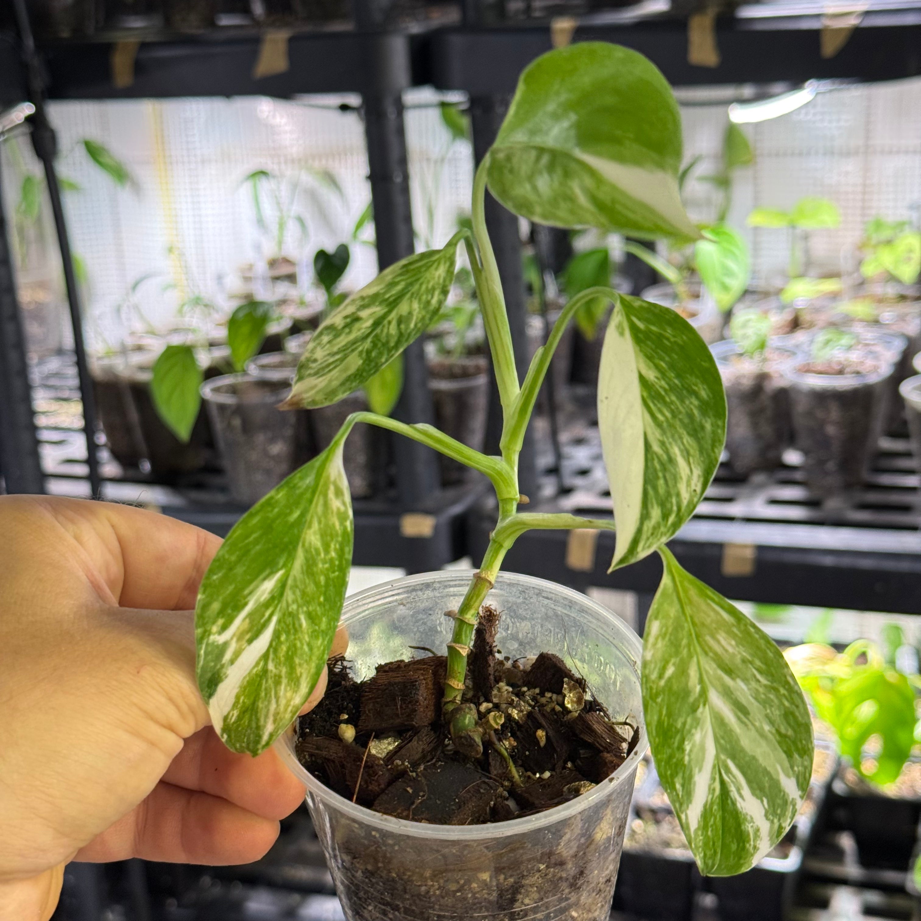 Monstera lechleriana variegata