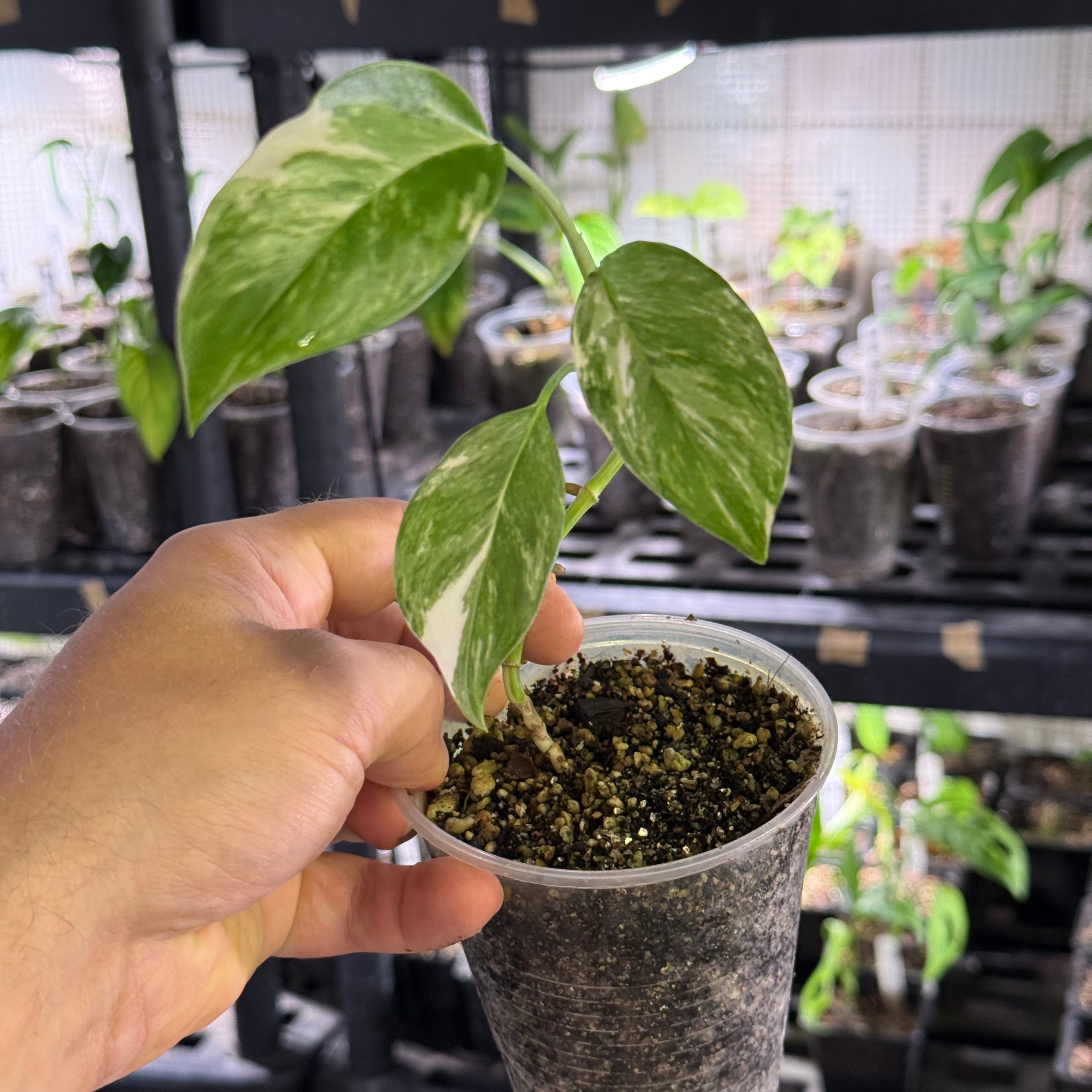 Monstera lechleriana variegata