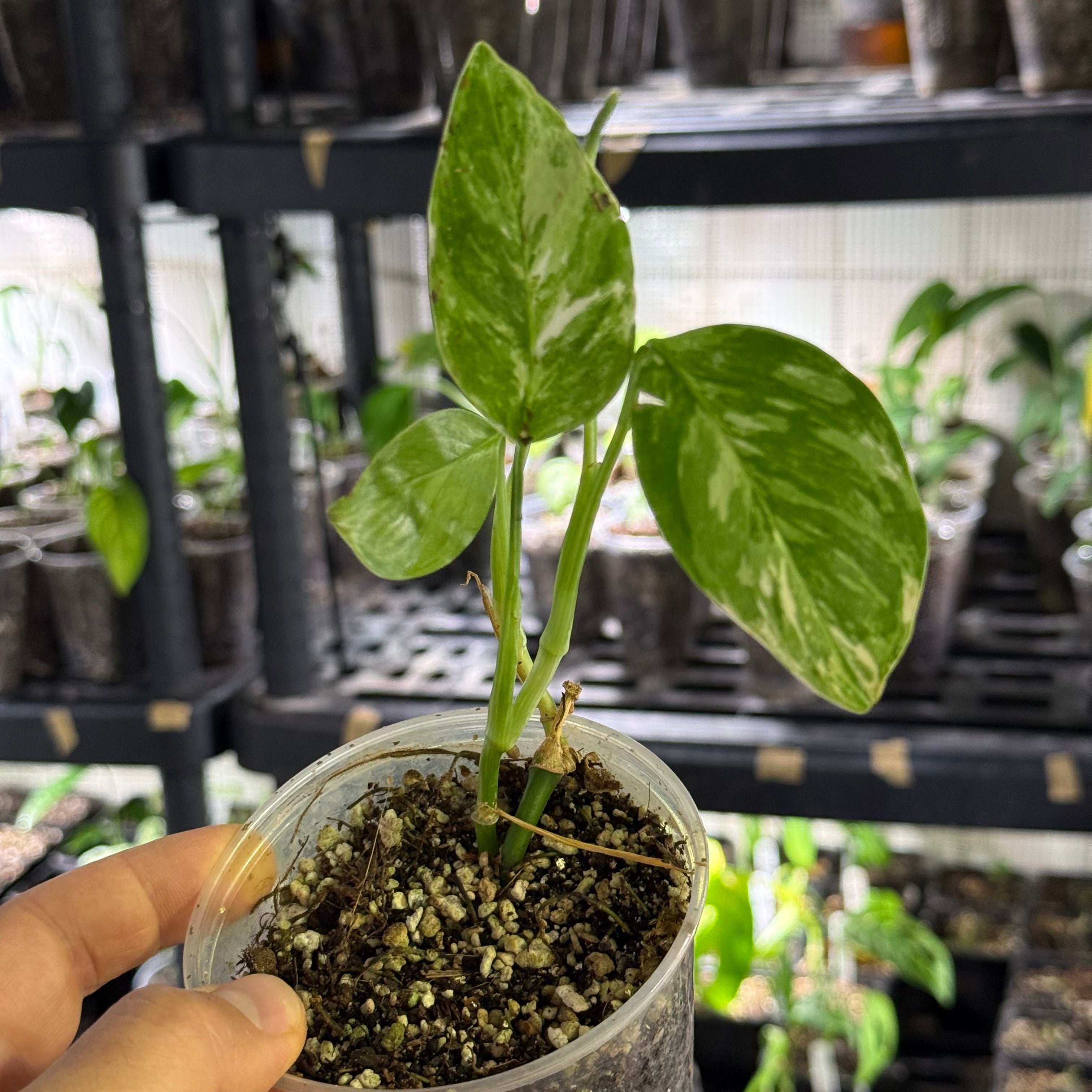 Monstera lechleriana variegata