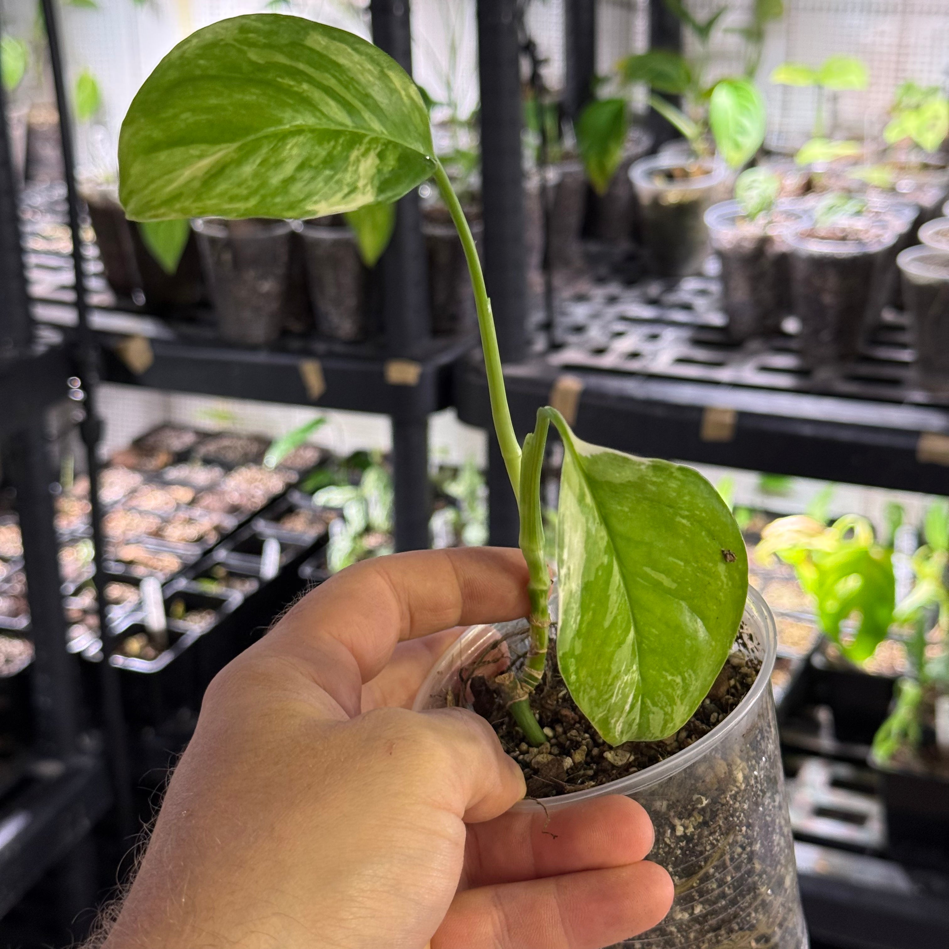 Monstera lechleriana variegata