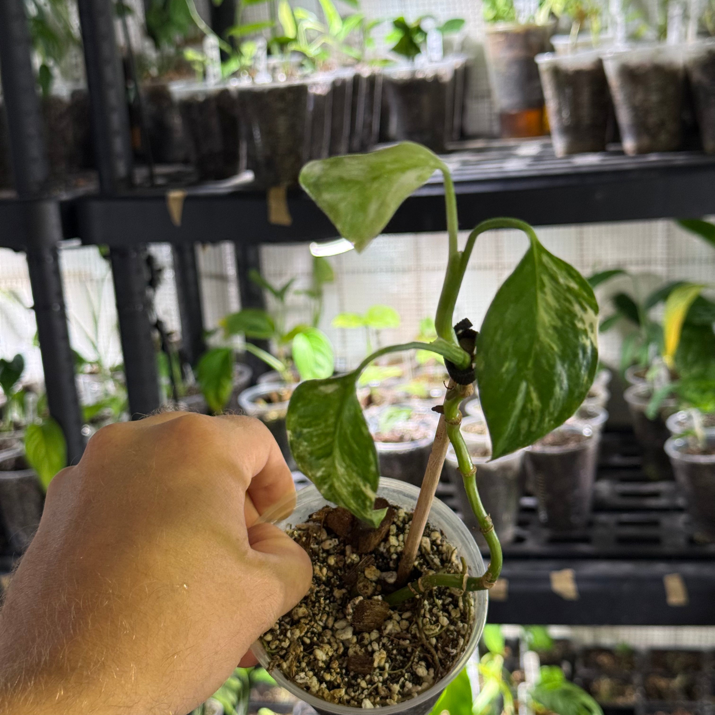 Monstera lechleriana variegata