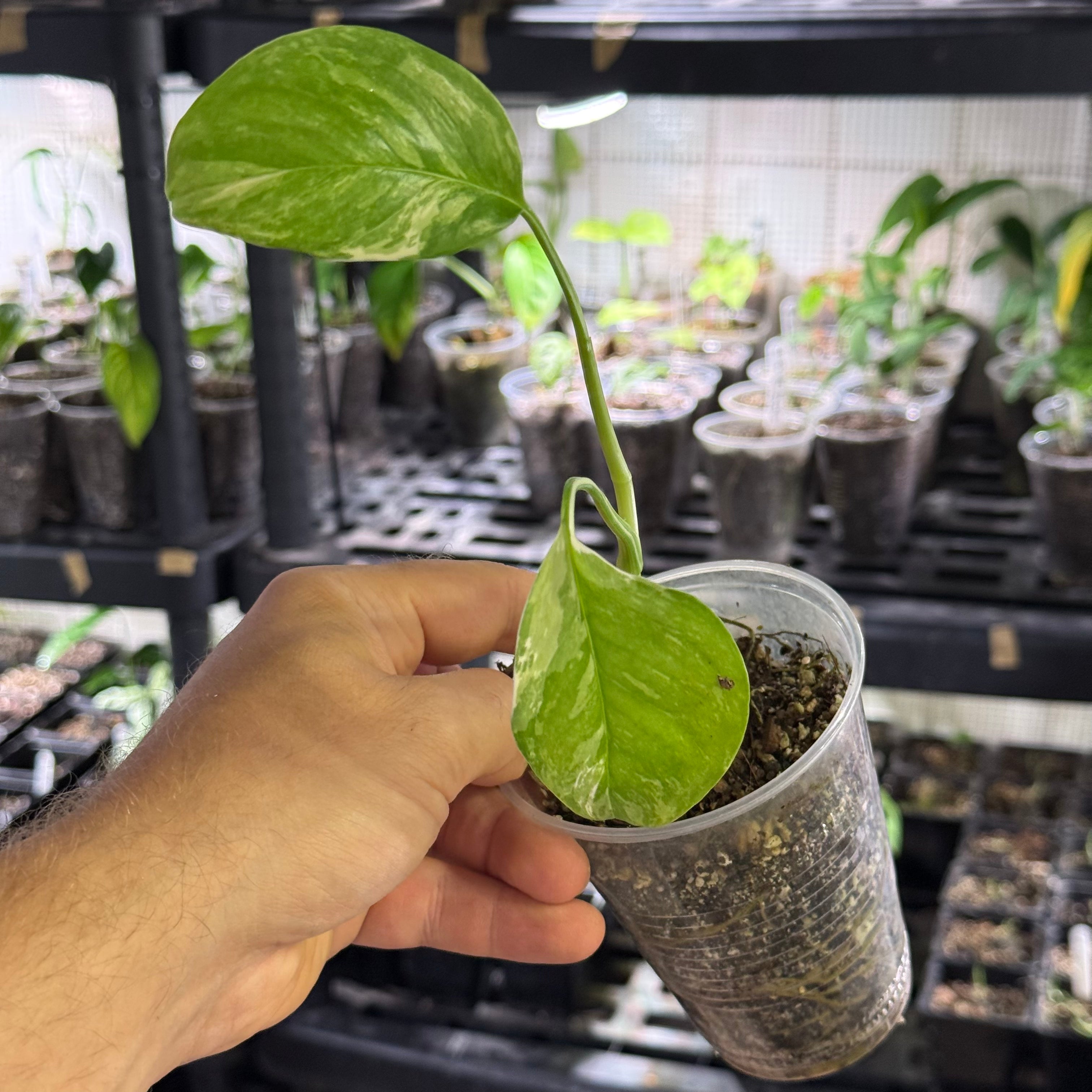 Monstera lechleriana variegata