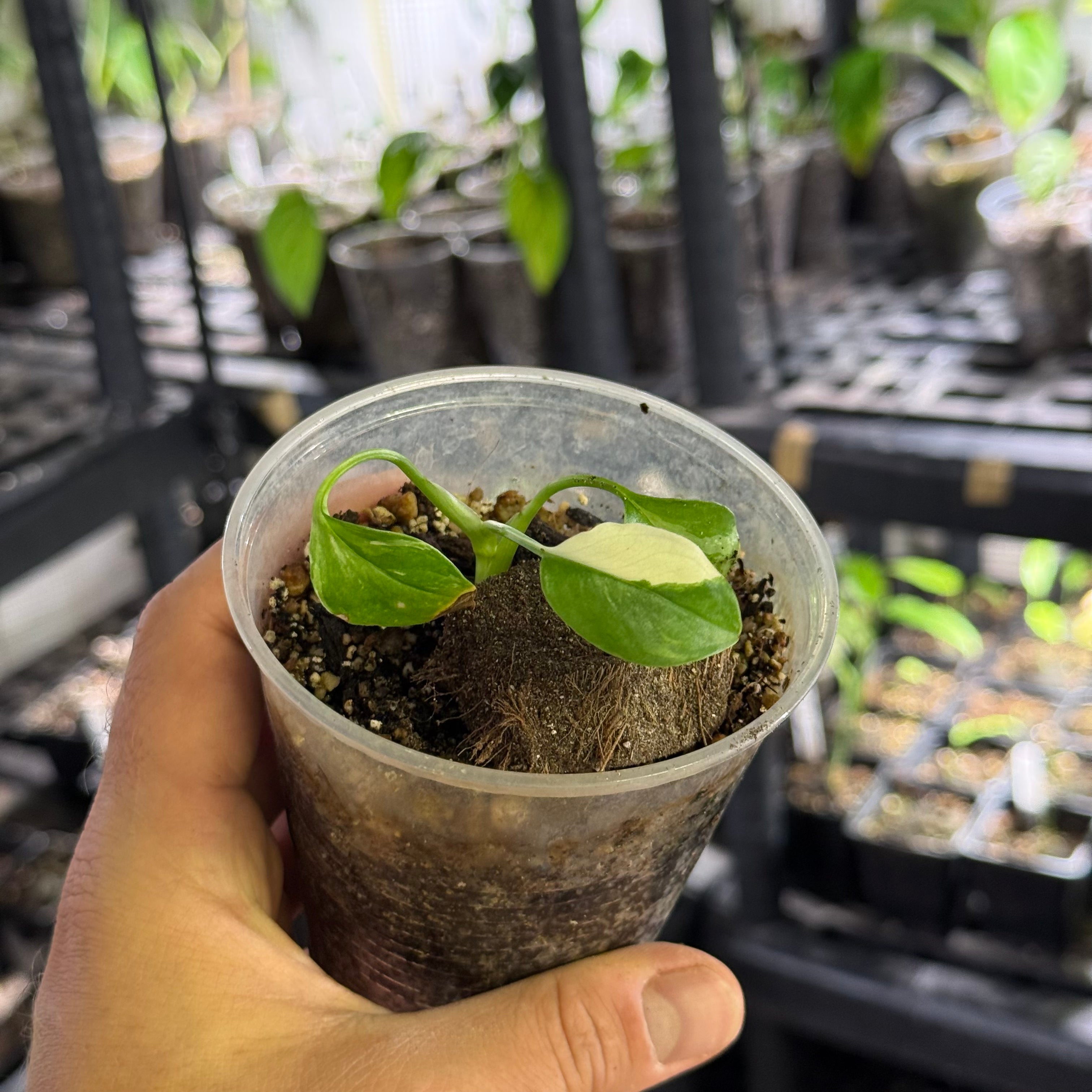 Monstera lechleriana variegata