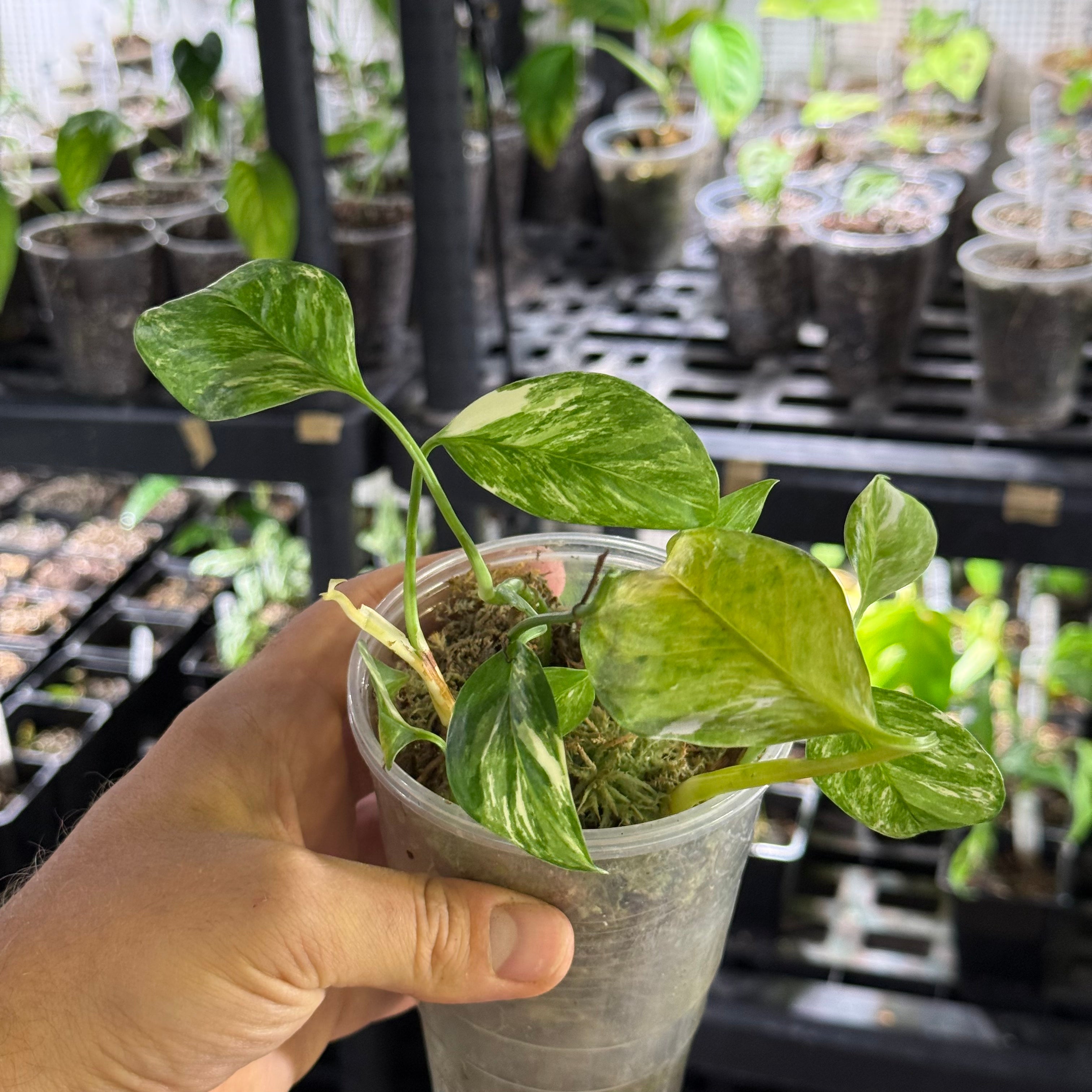 Monstera lechleriana variegata