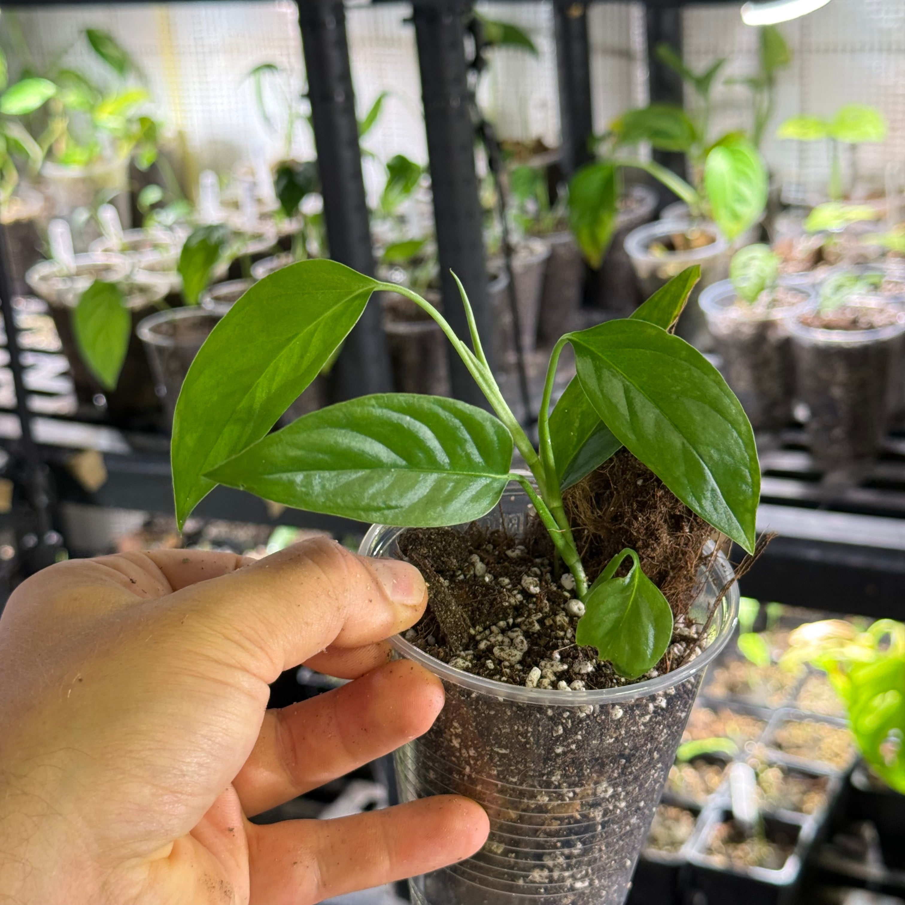 Monstera obliqua mobot