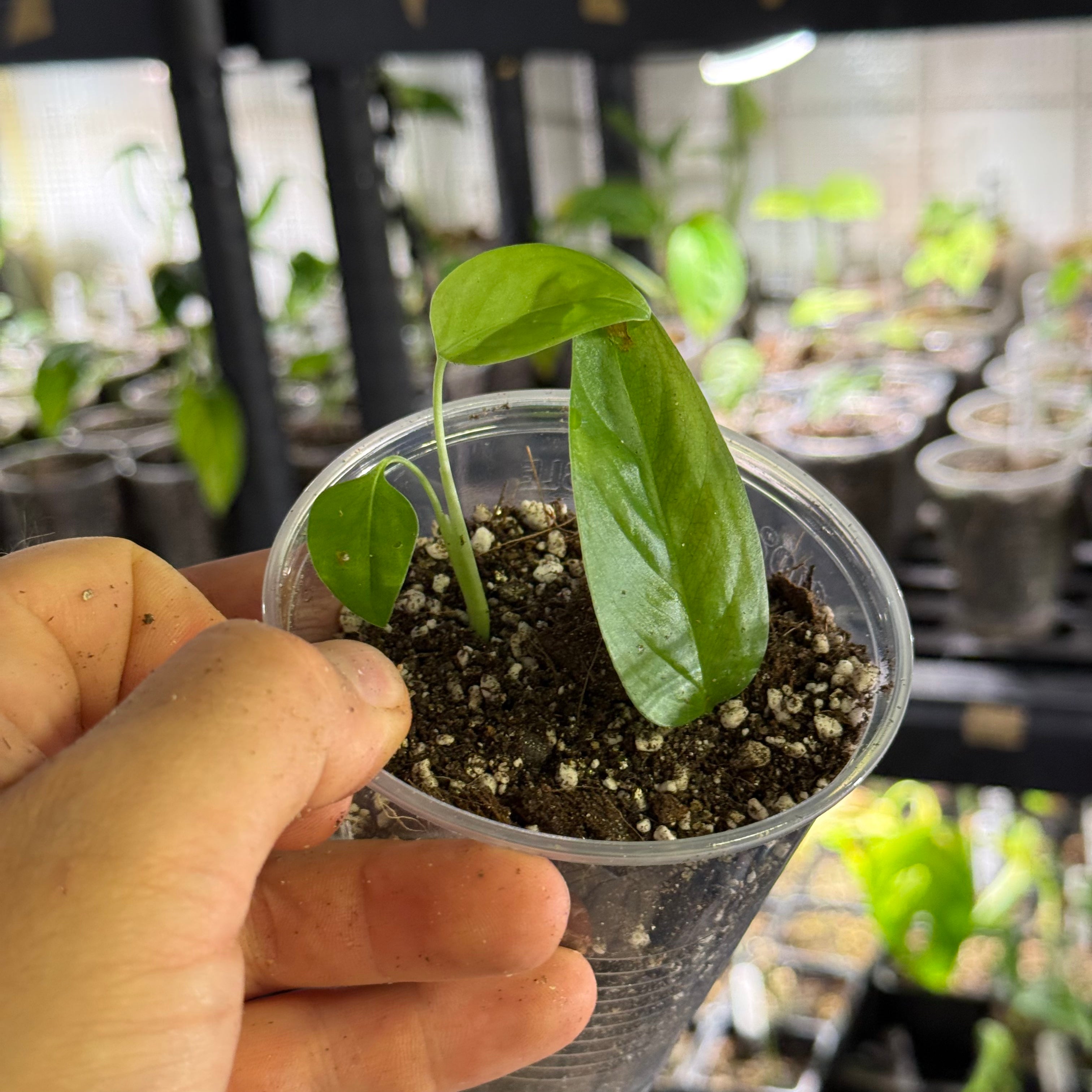 Monstera obliqua mobot