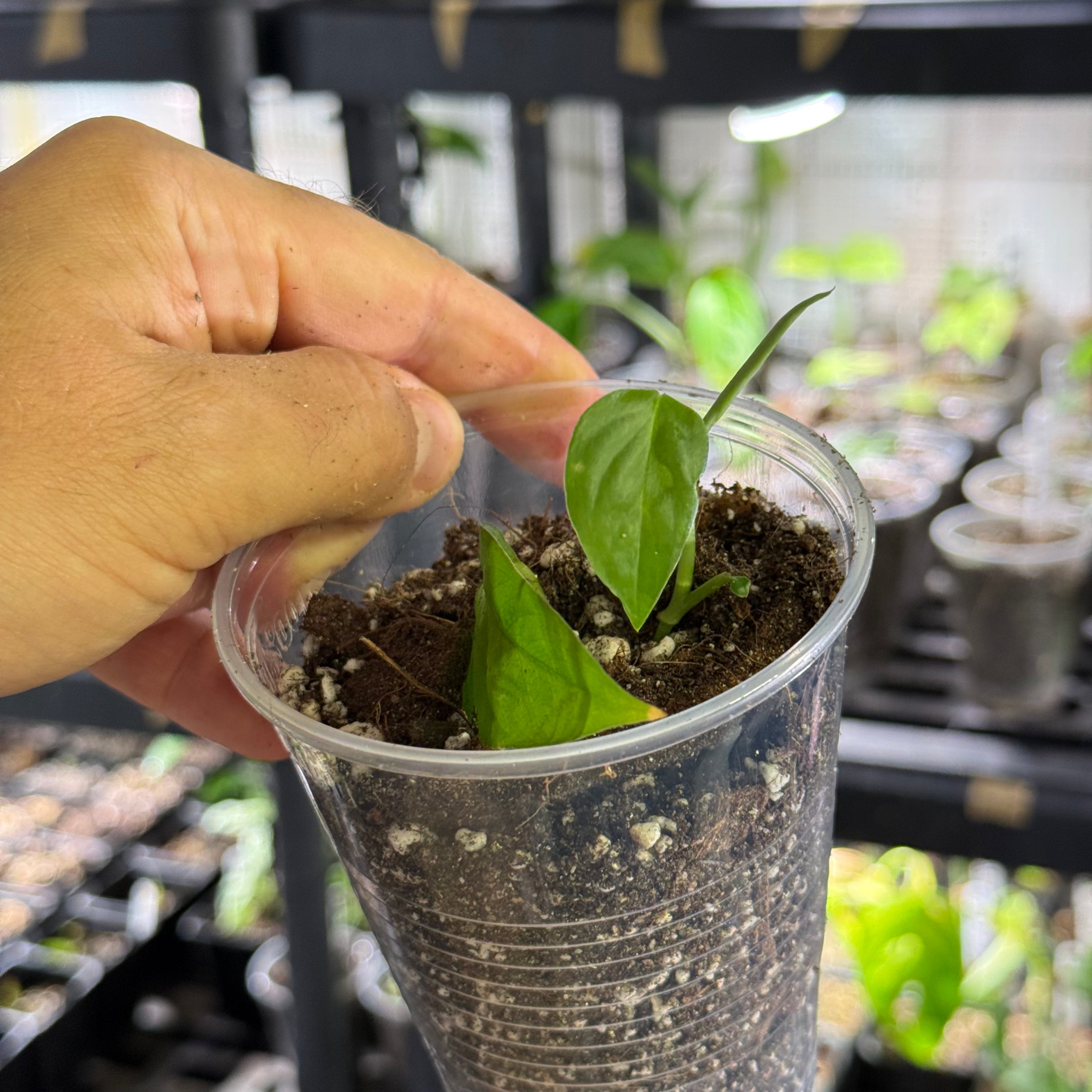 Monstera obliqua mobot
