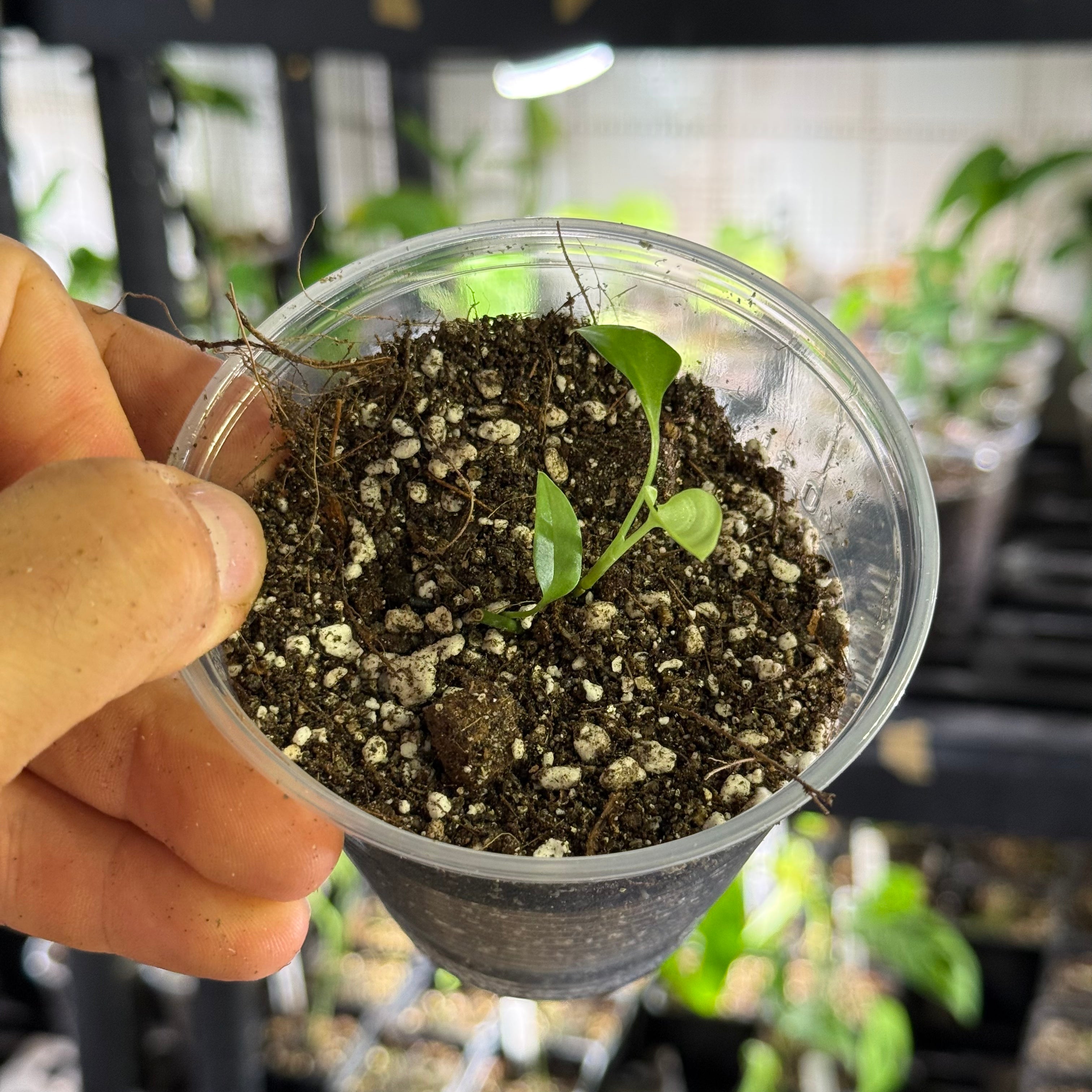 Monstera obliqua mobot