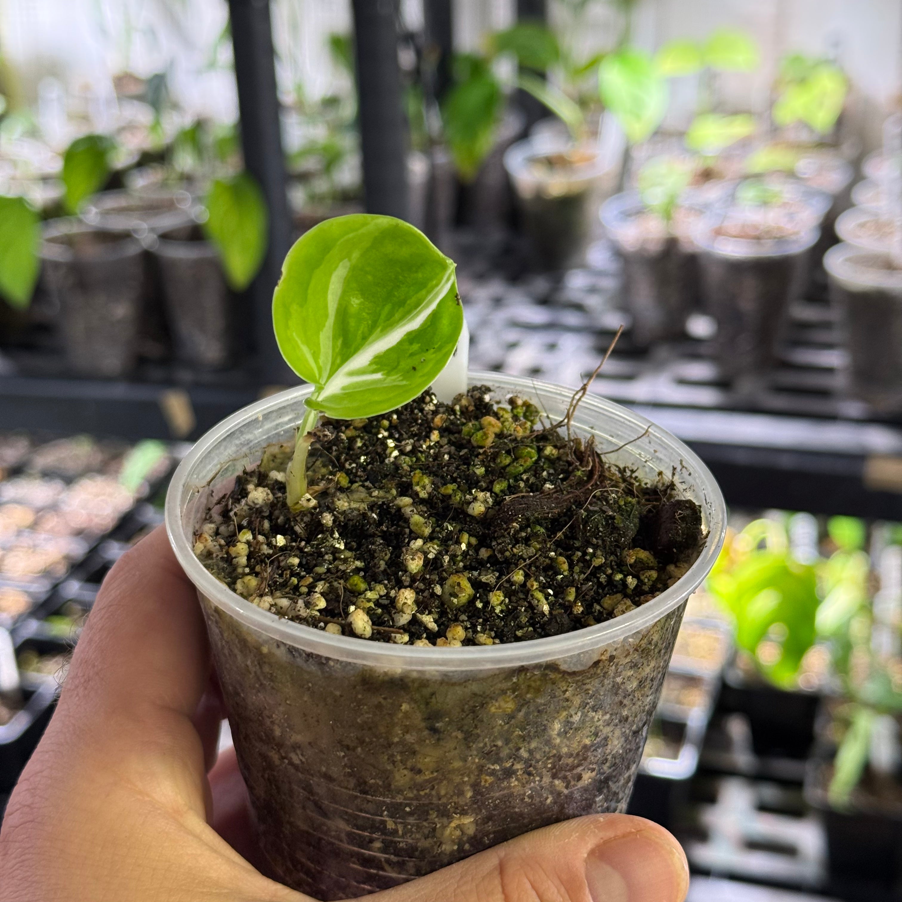 Epipremnum aureum manjula