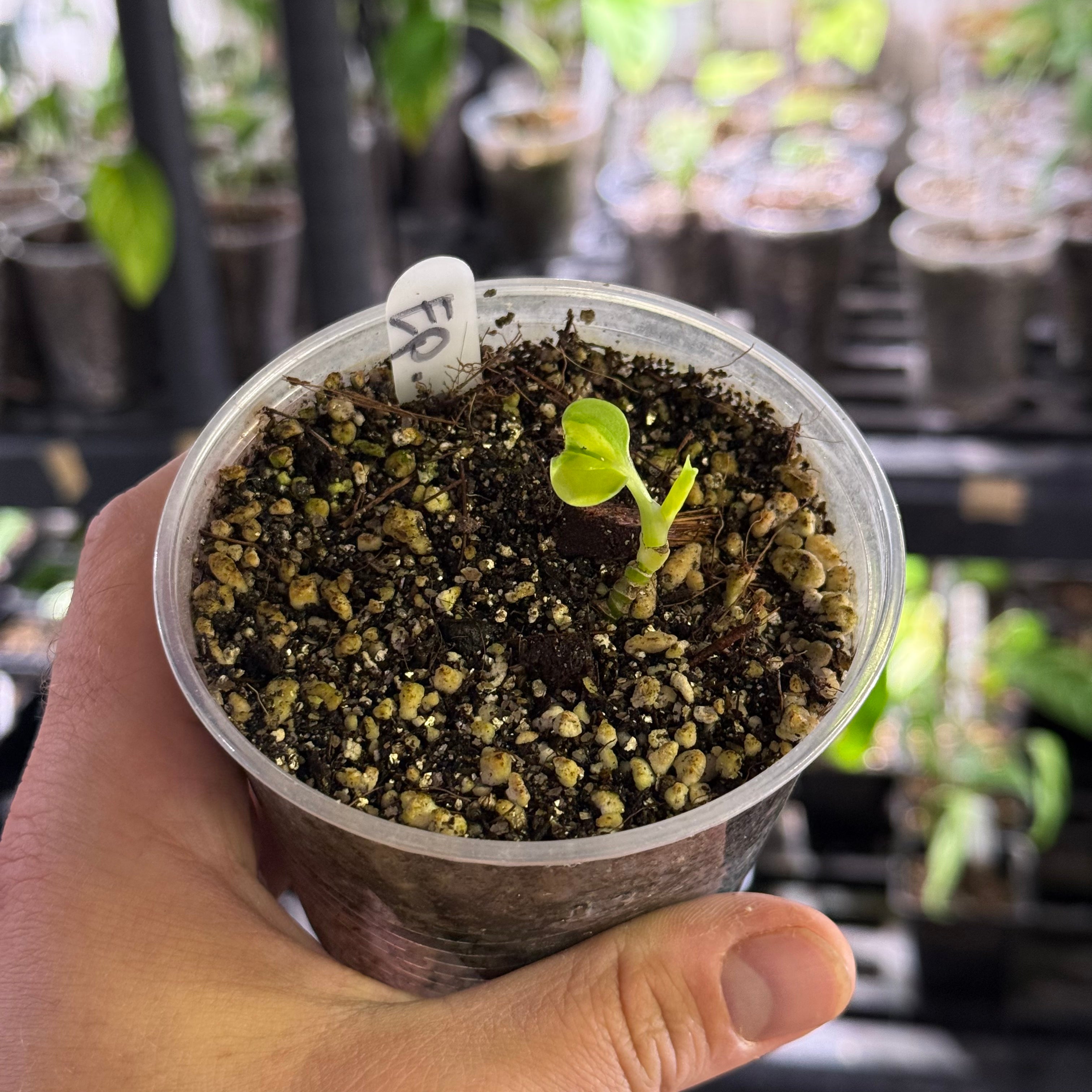 Epipremnum manjula golden mutation