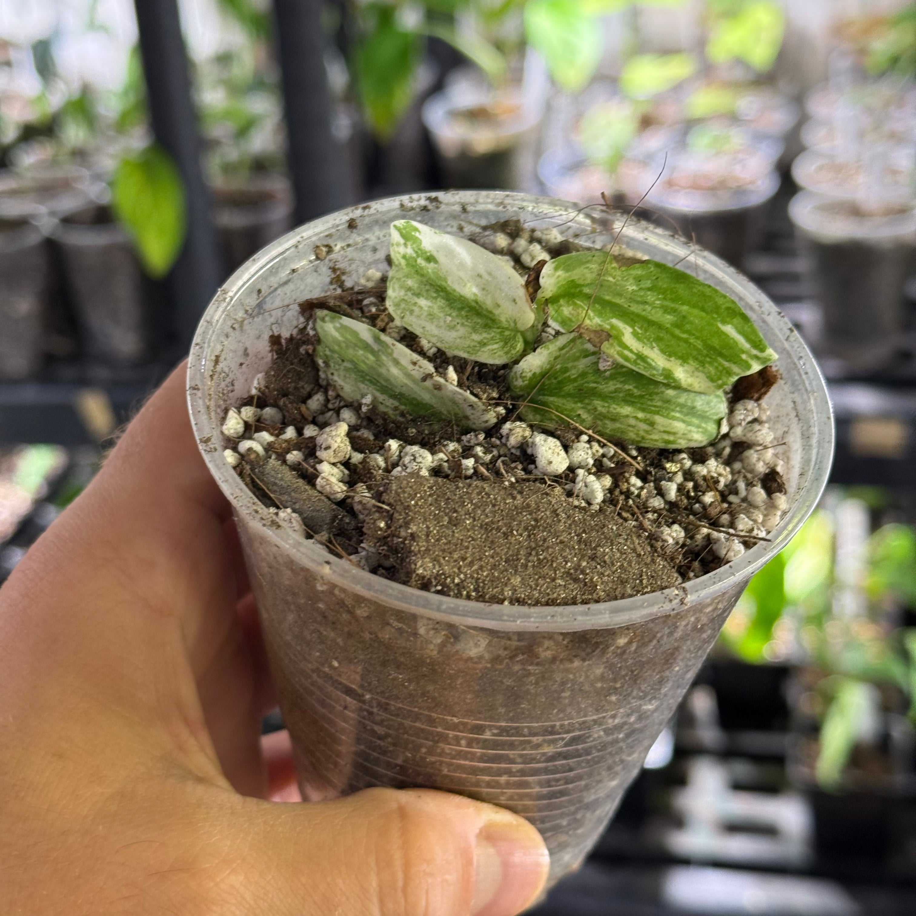 Rhaphidophora tenuis variegata