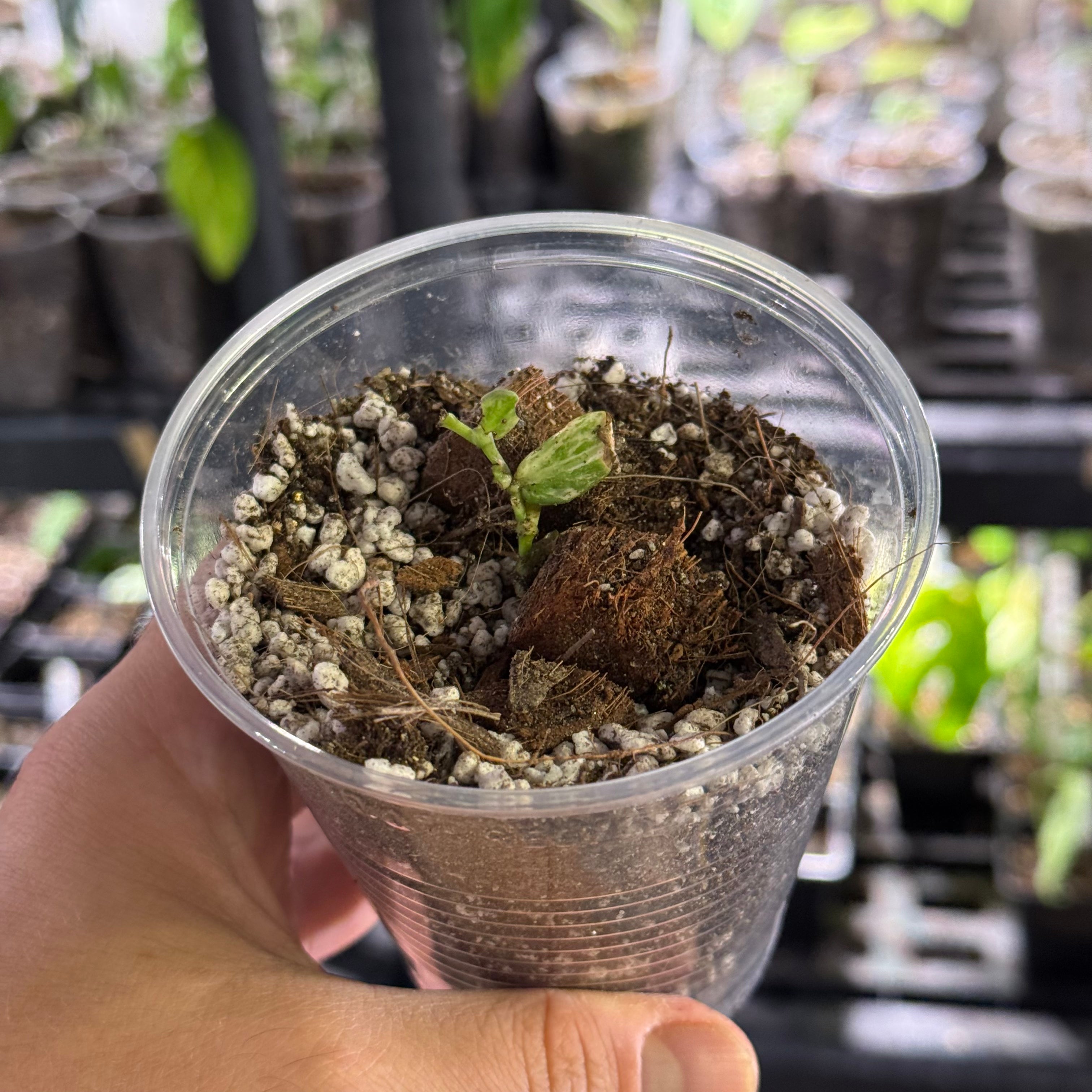 Rhaphidophora tenuis variegata