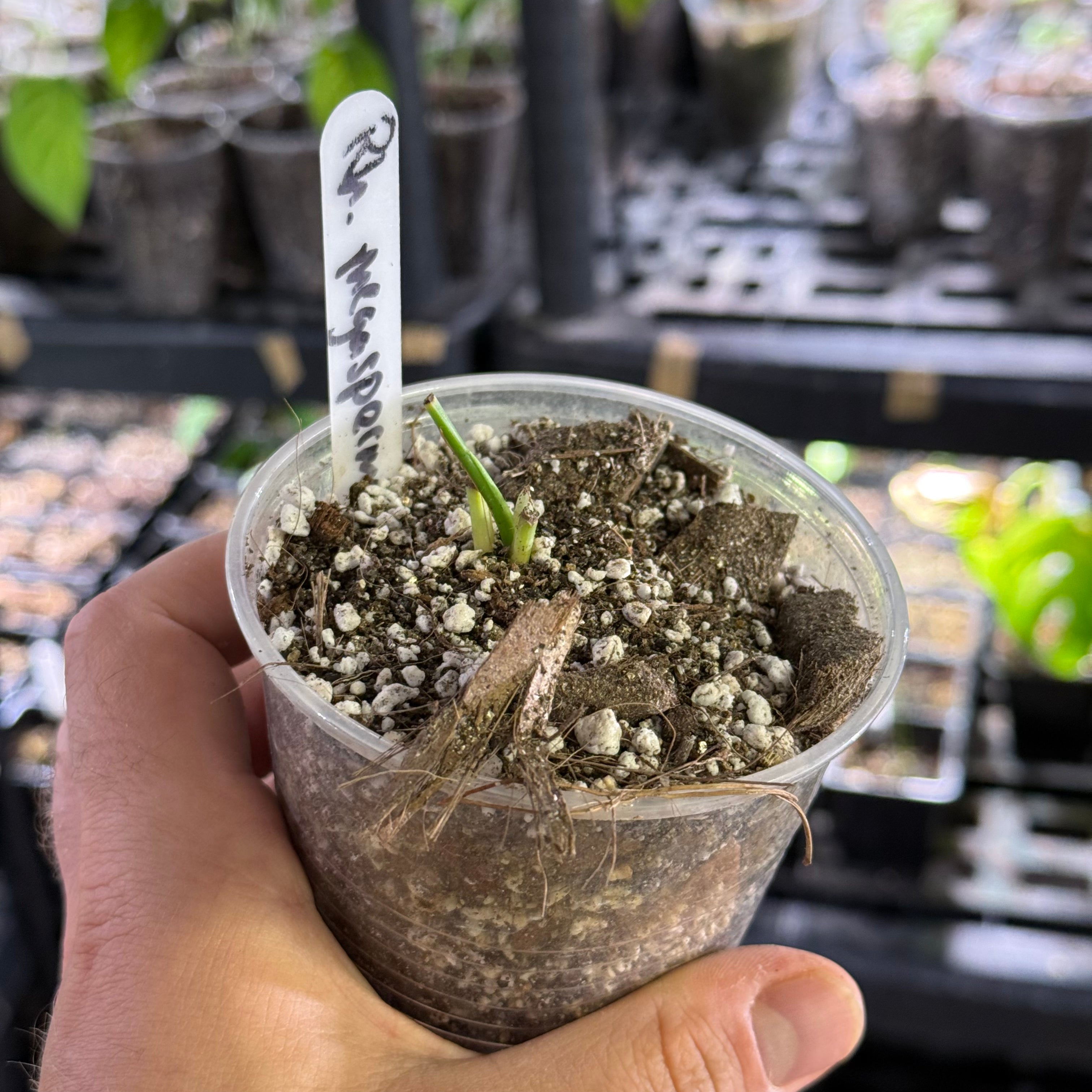 Rhaphidophora megasperma