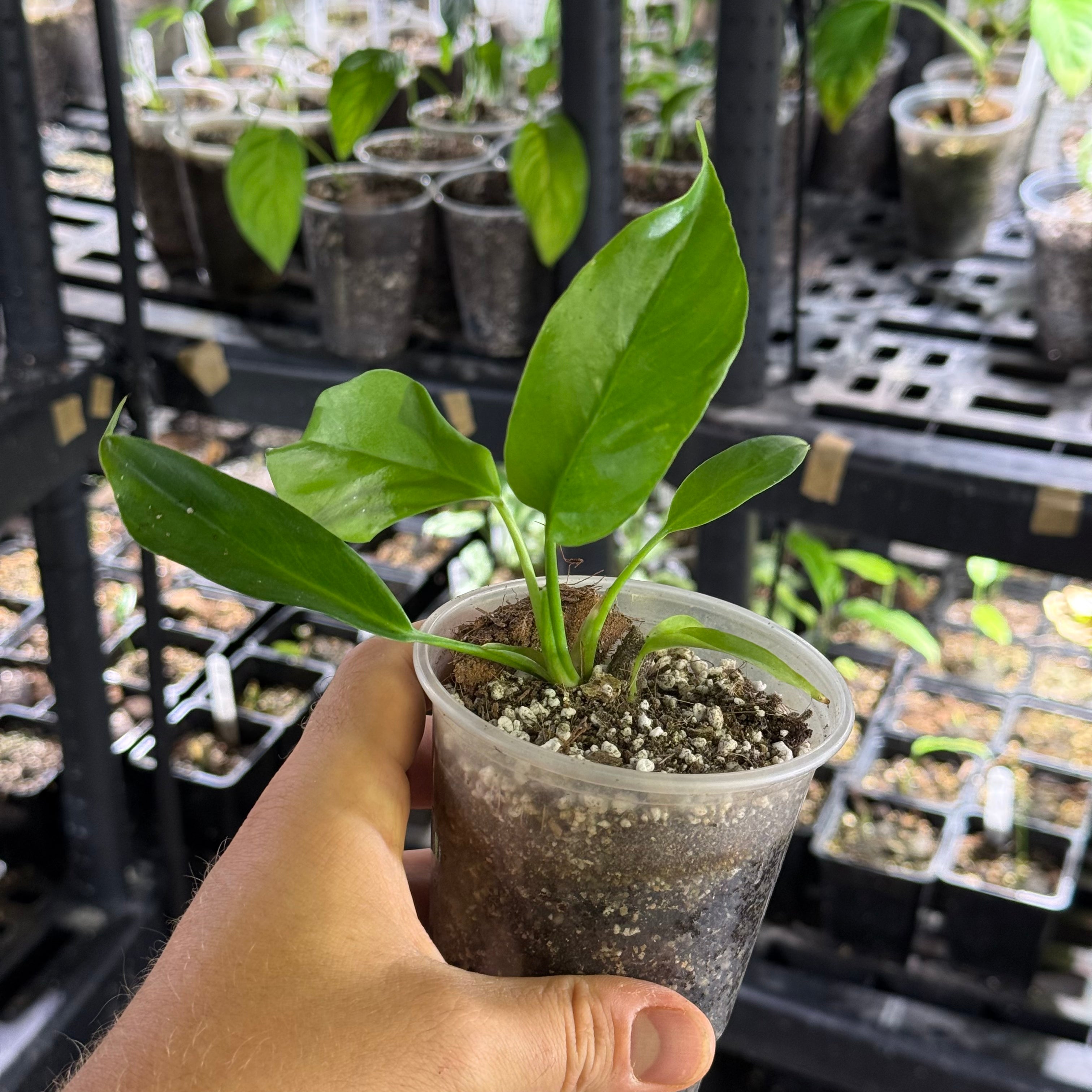Rhaphidophora puberula variegata