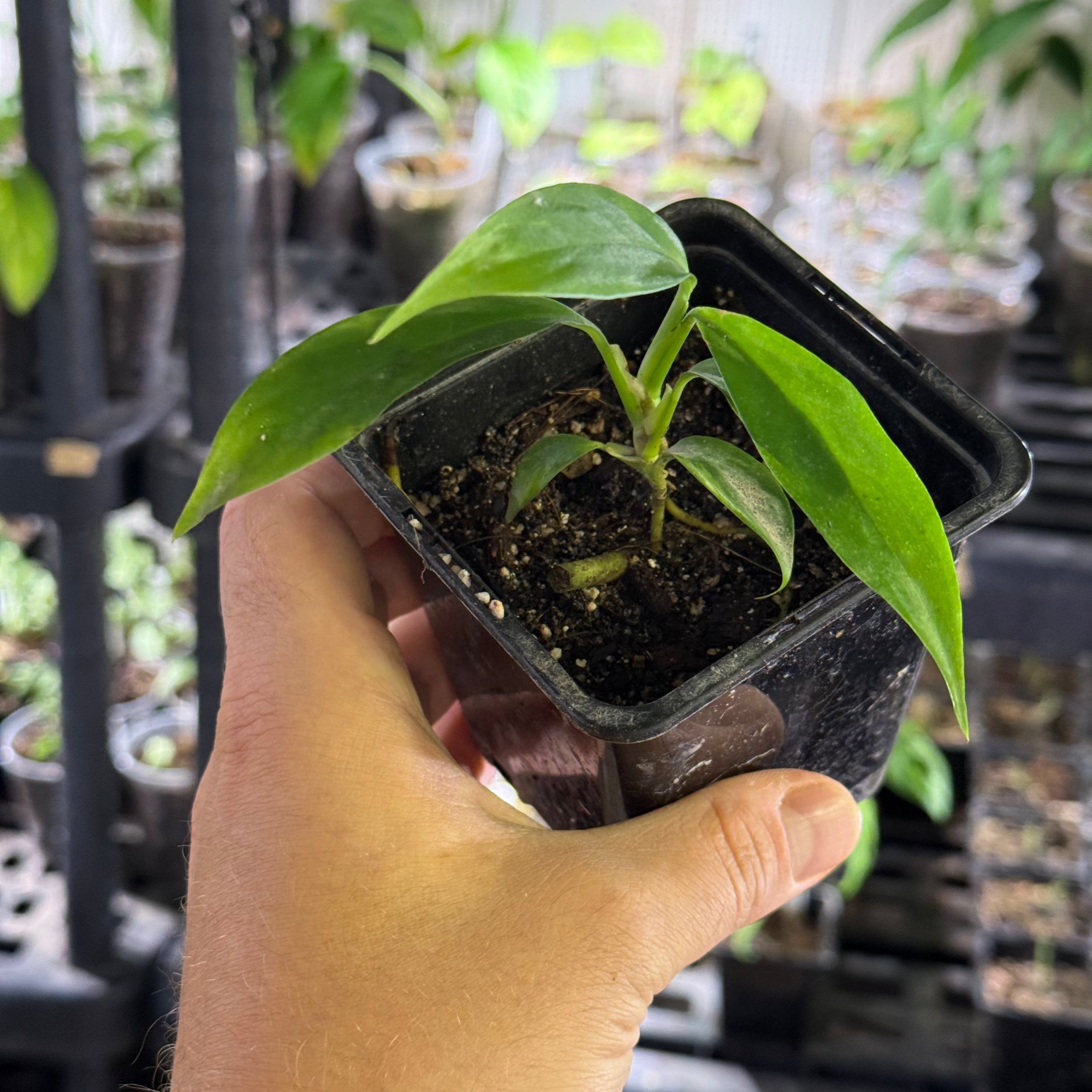 Rhaphidophora puberula variegata