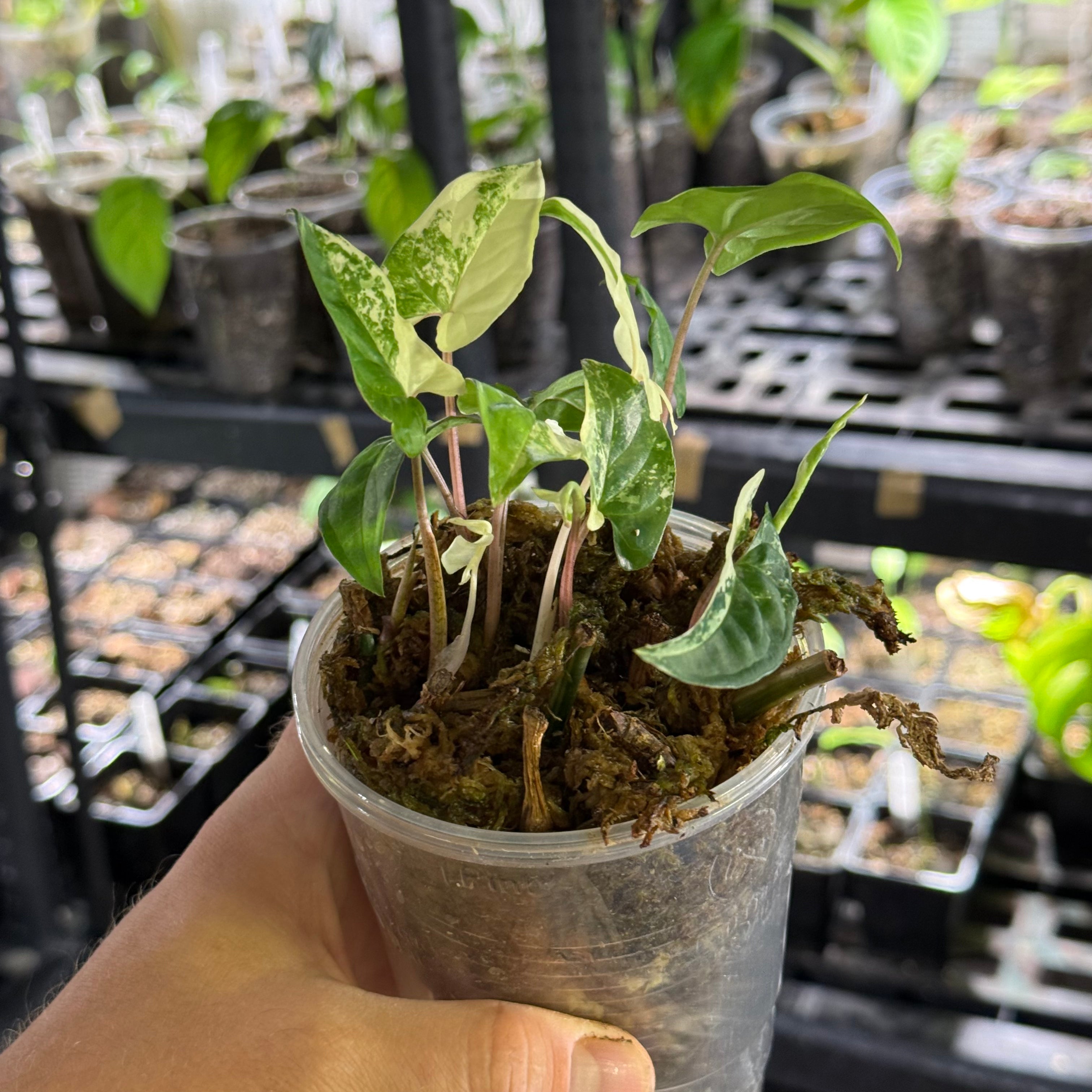 Syngonium podophyllum albo variegata